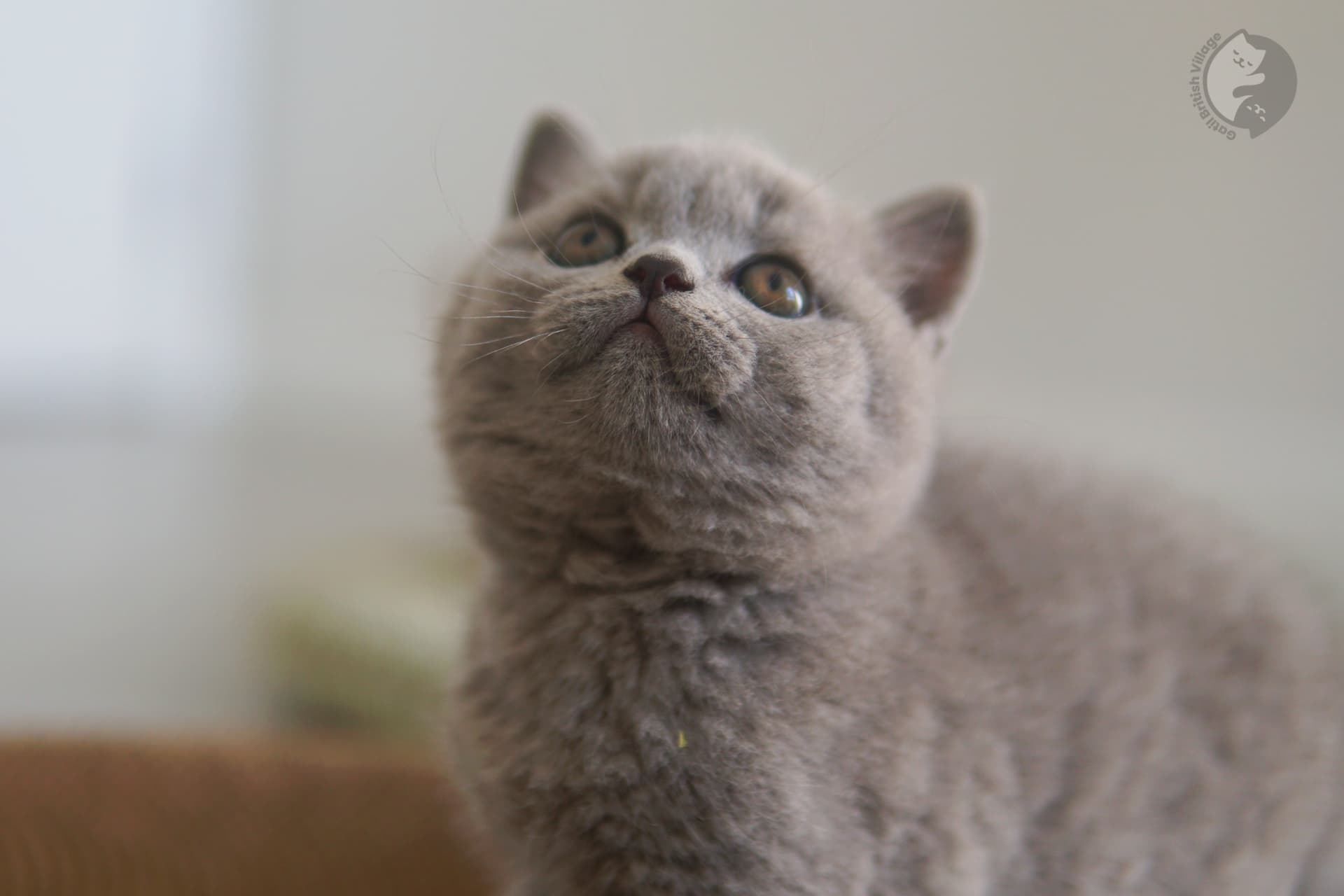 Gatito de pelaje blue de la raza British Shorthair - foto 5