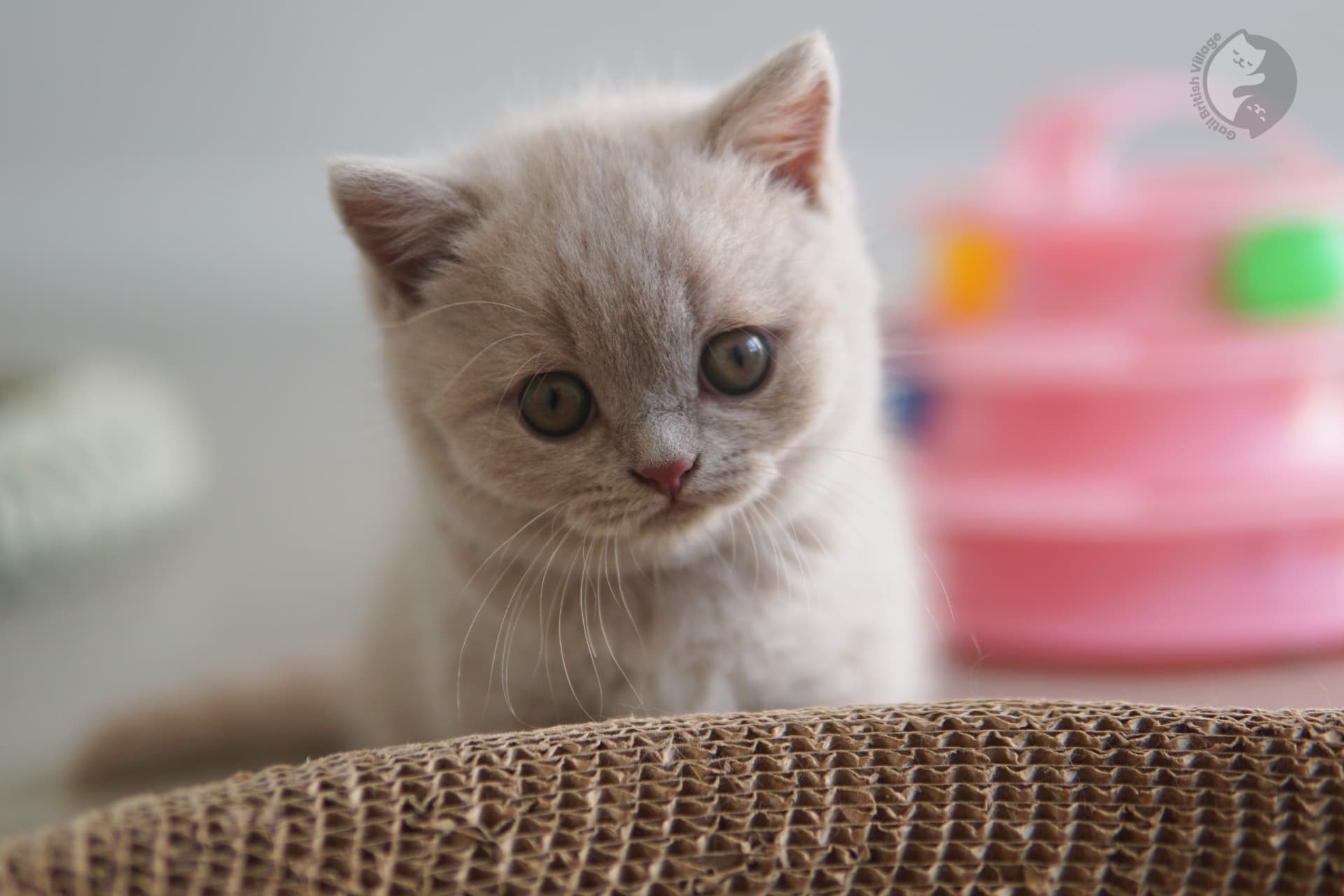 Cachorro British Shorthair con ojos brillantes - foto 6