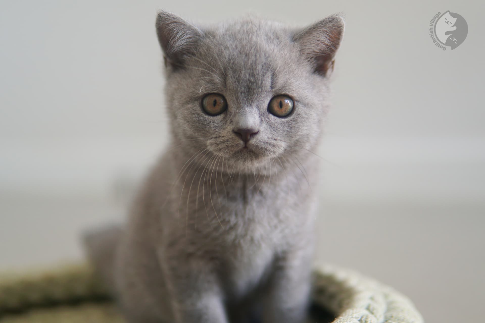 Gatito envuelto en una manta - foto 7