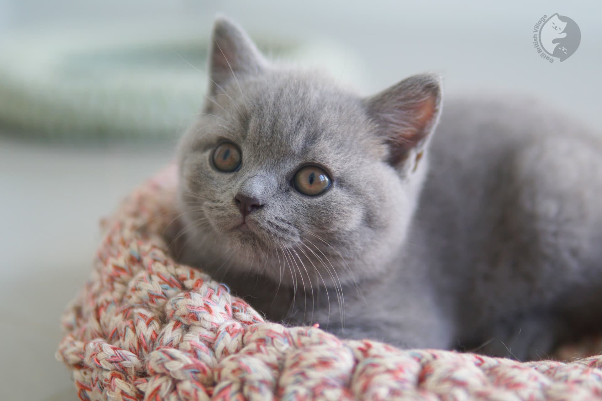 Cachorro muy tierno de British Shorthair - foto 8
