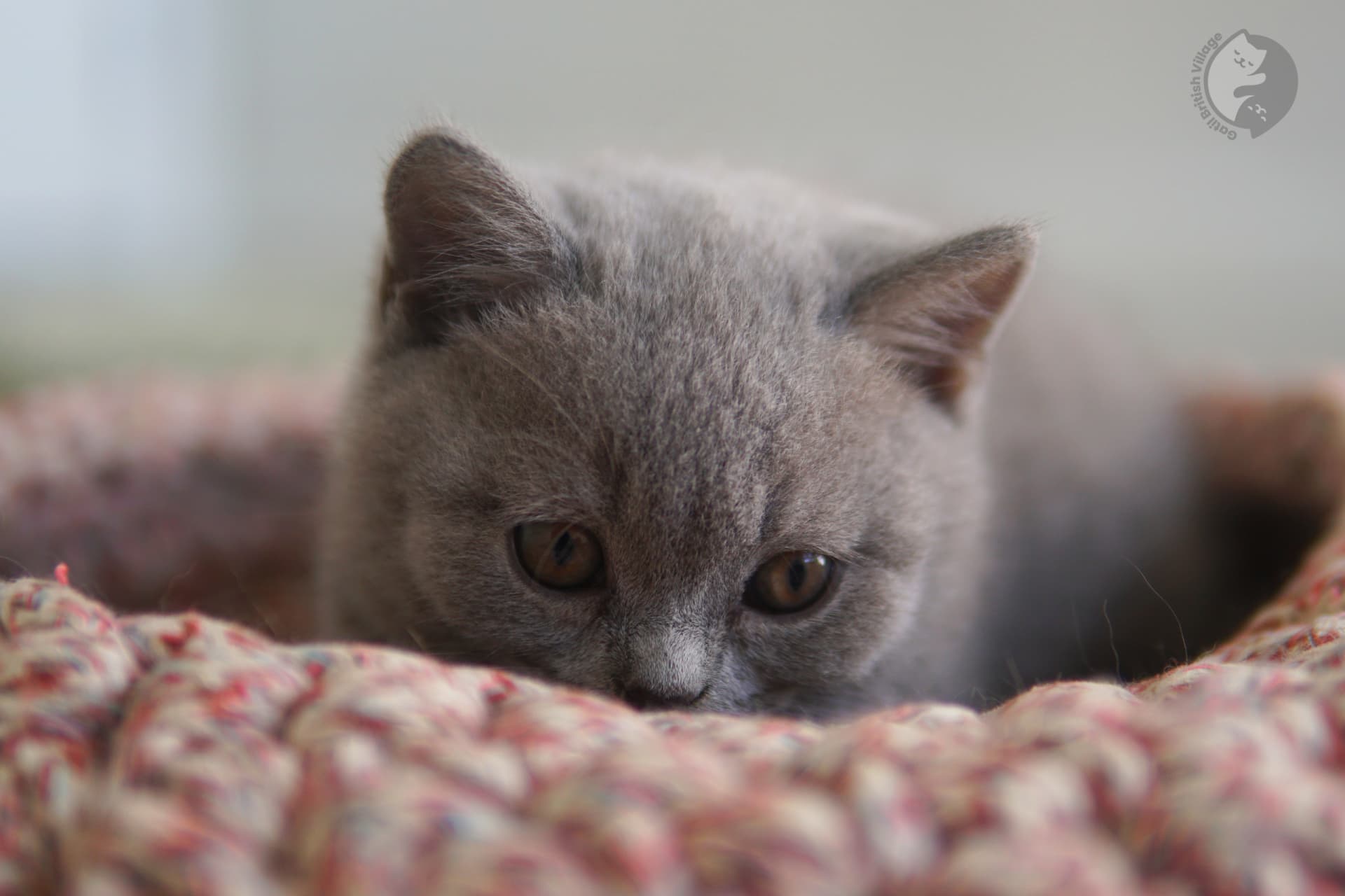 Pelaje azul característico del British Shorthair - foto 10