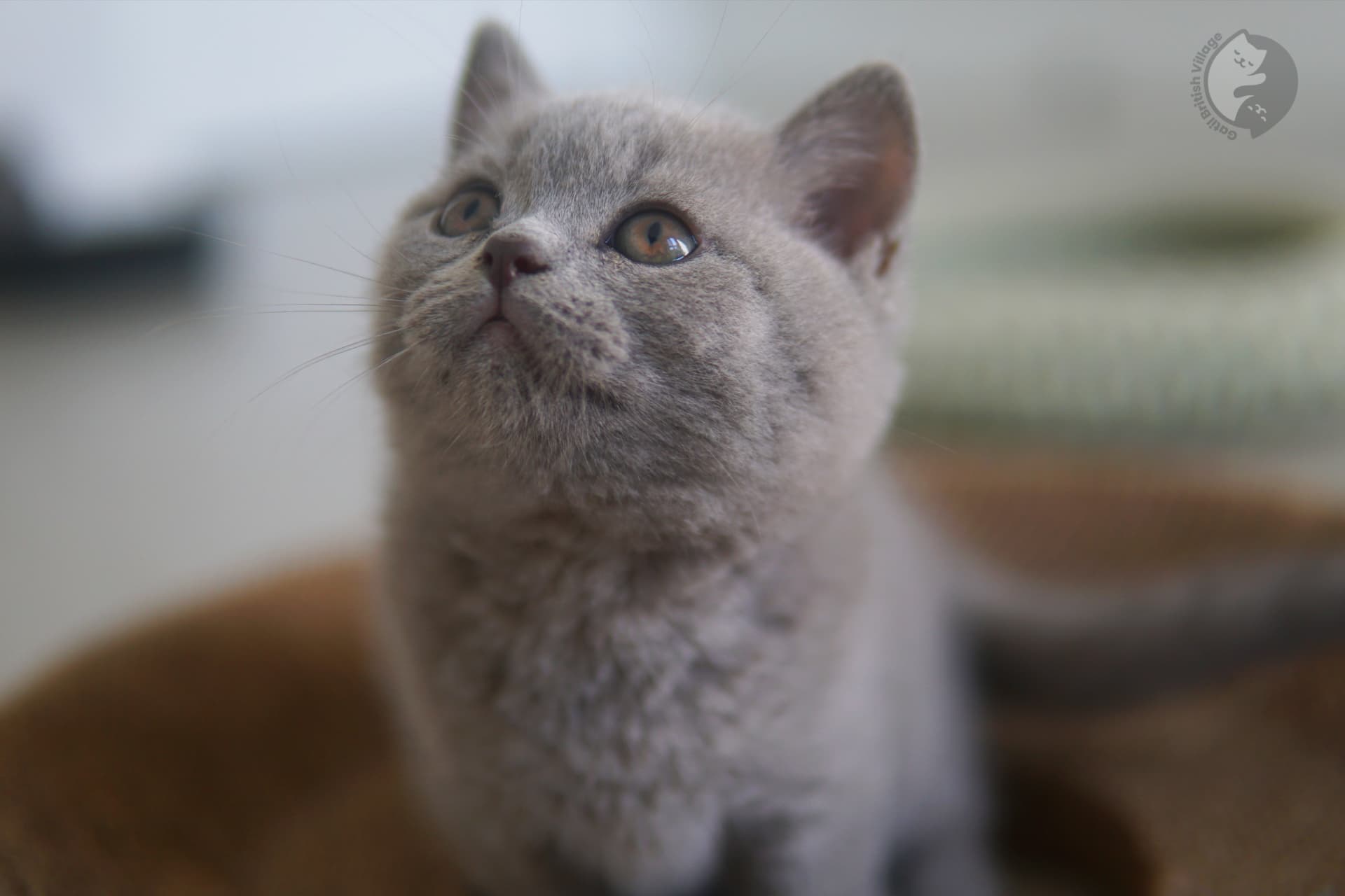 Cachorros recién nacidos de British Shorthair - foto 12