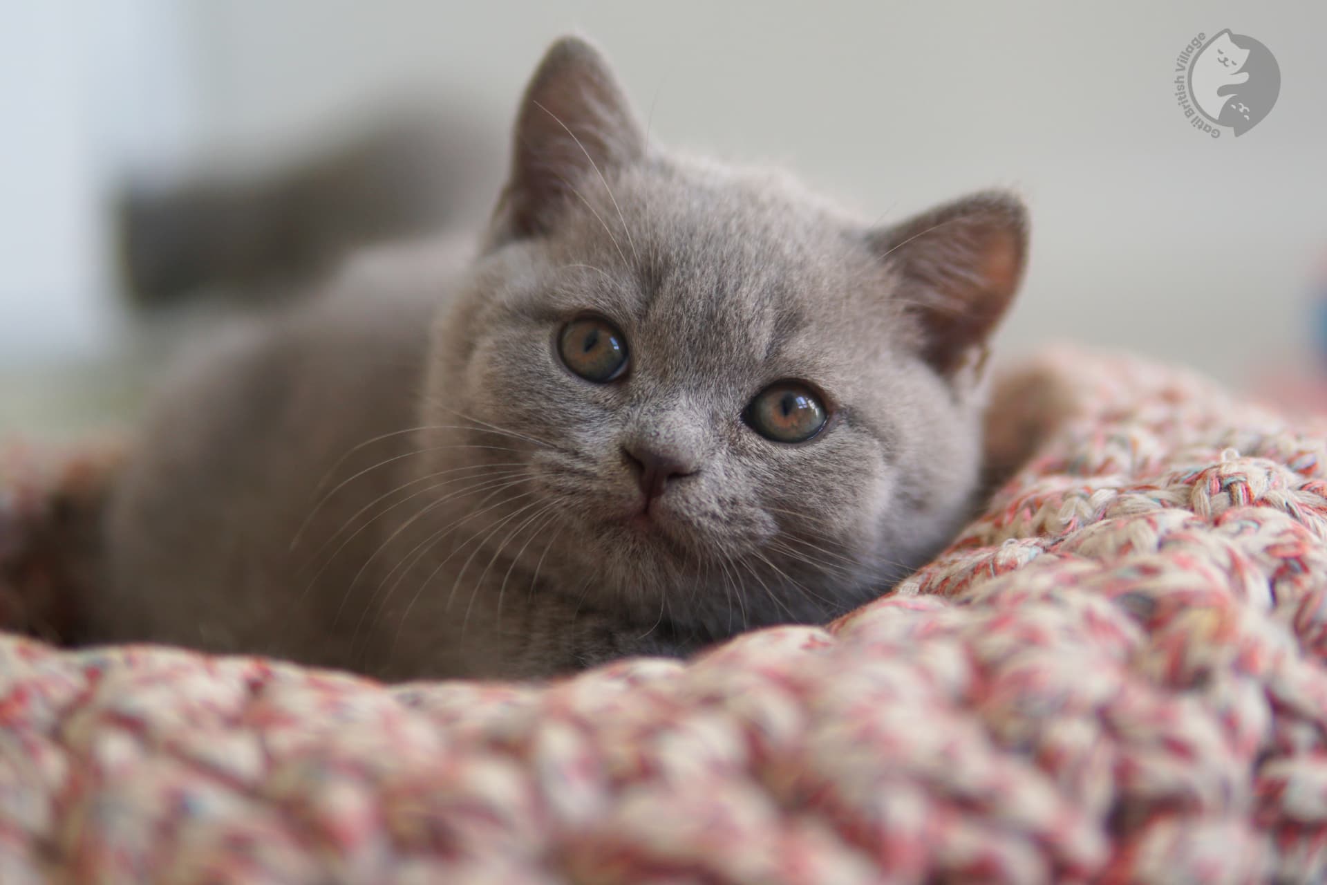 Cachorros jugando - raza British Shorthair - foto 13