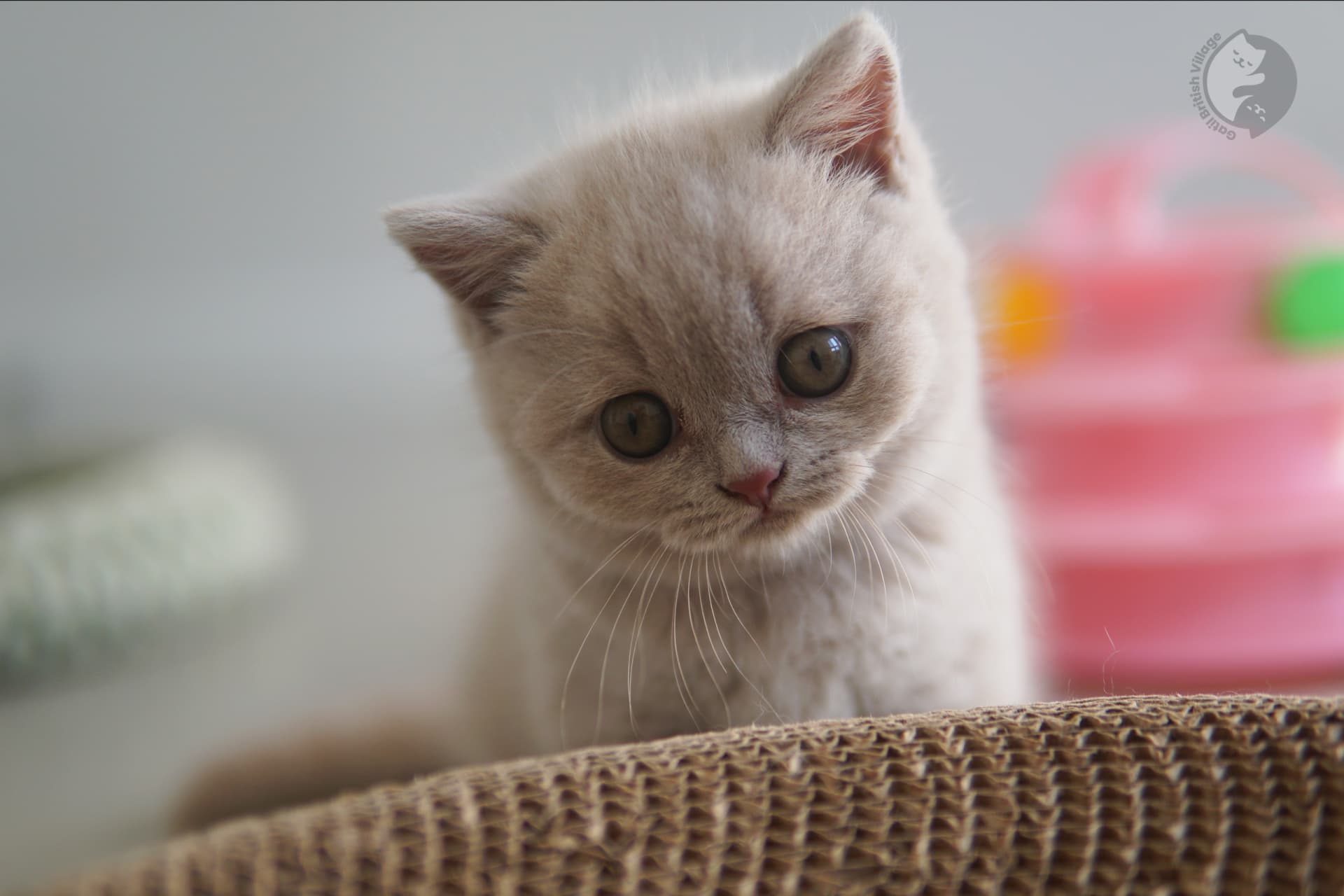Cachorro imponente de British Shorthair - foto 14