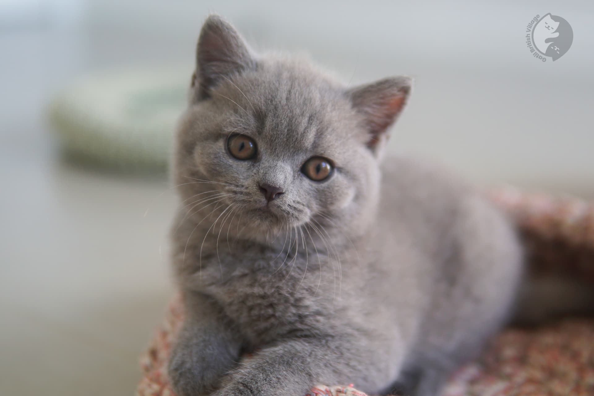 Gatita hembra elegante de la raza British Shorthair - foto 15