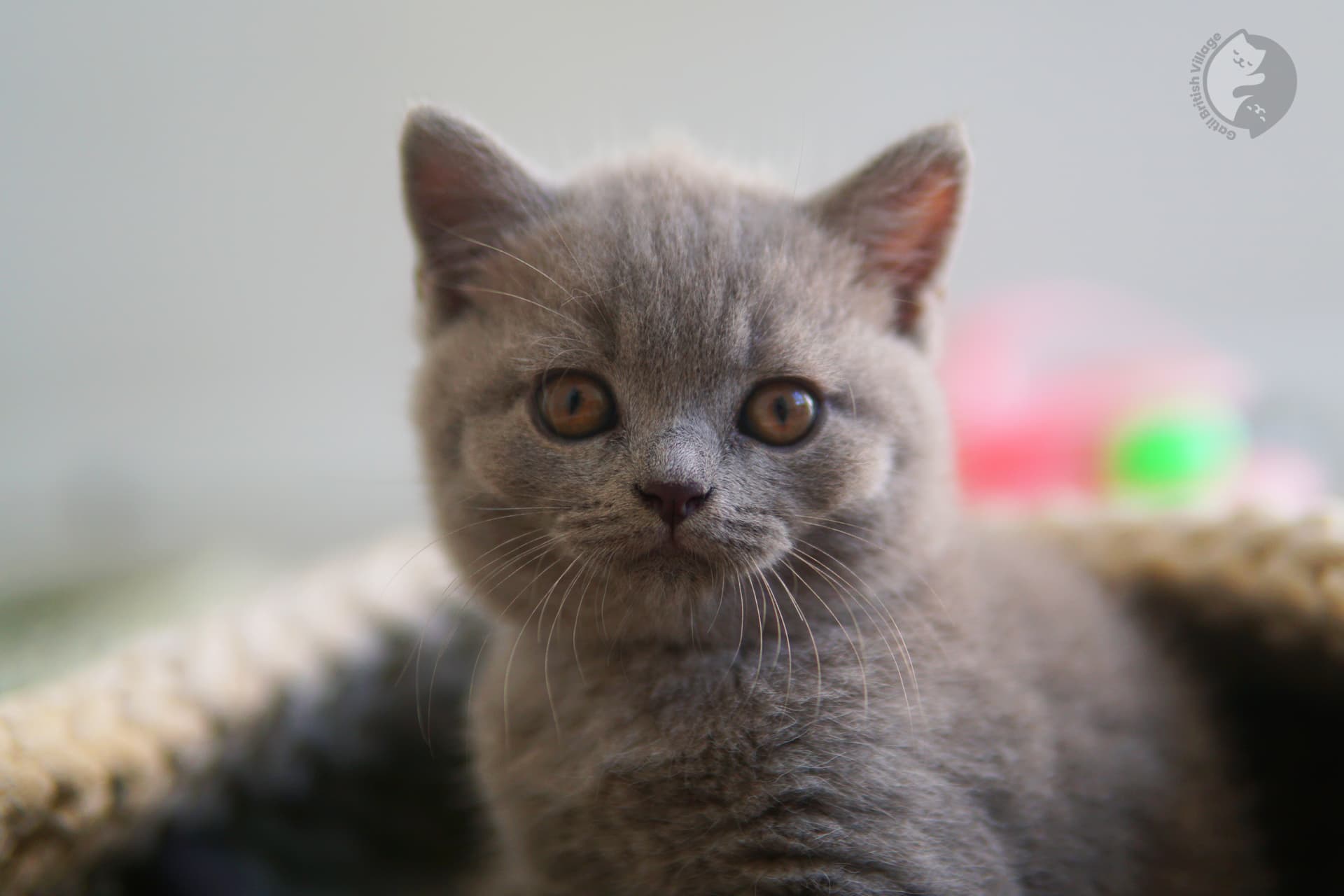 Cachorro lilac British Shorthair hembra - foto 16