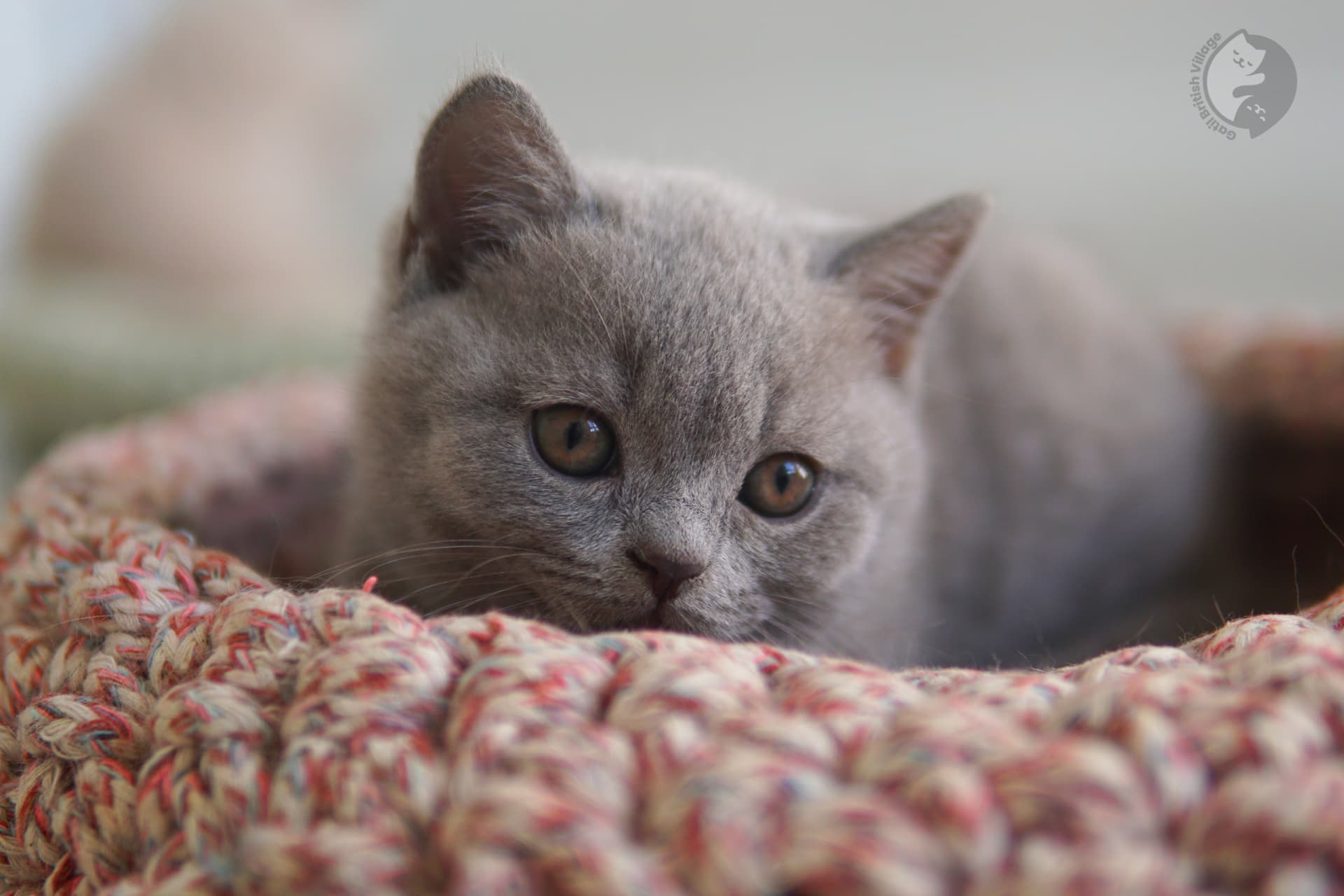 Cachorro de la raza British Shorthair caminando - foto 17