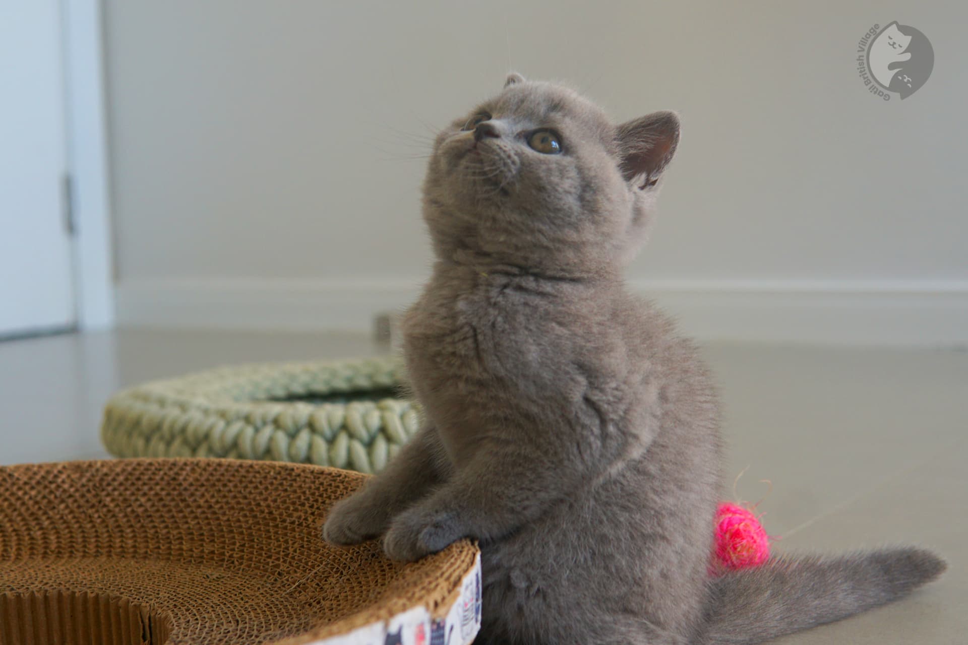 Primer plano de un gatito British Shorthair - foto 19