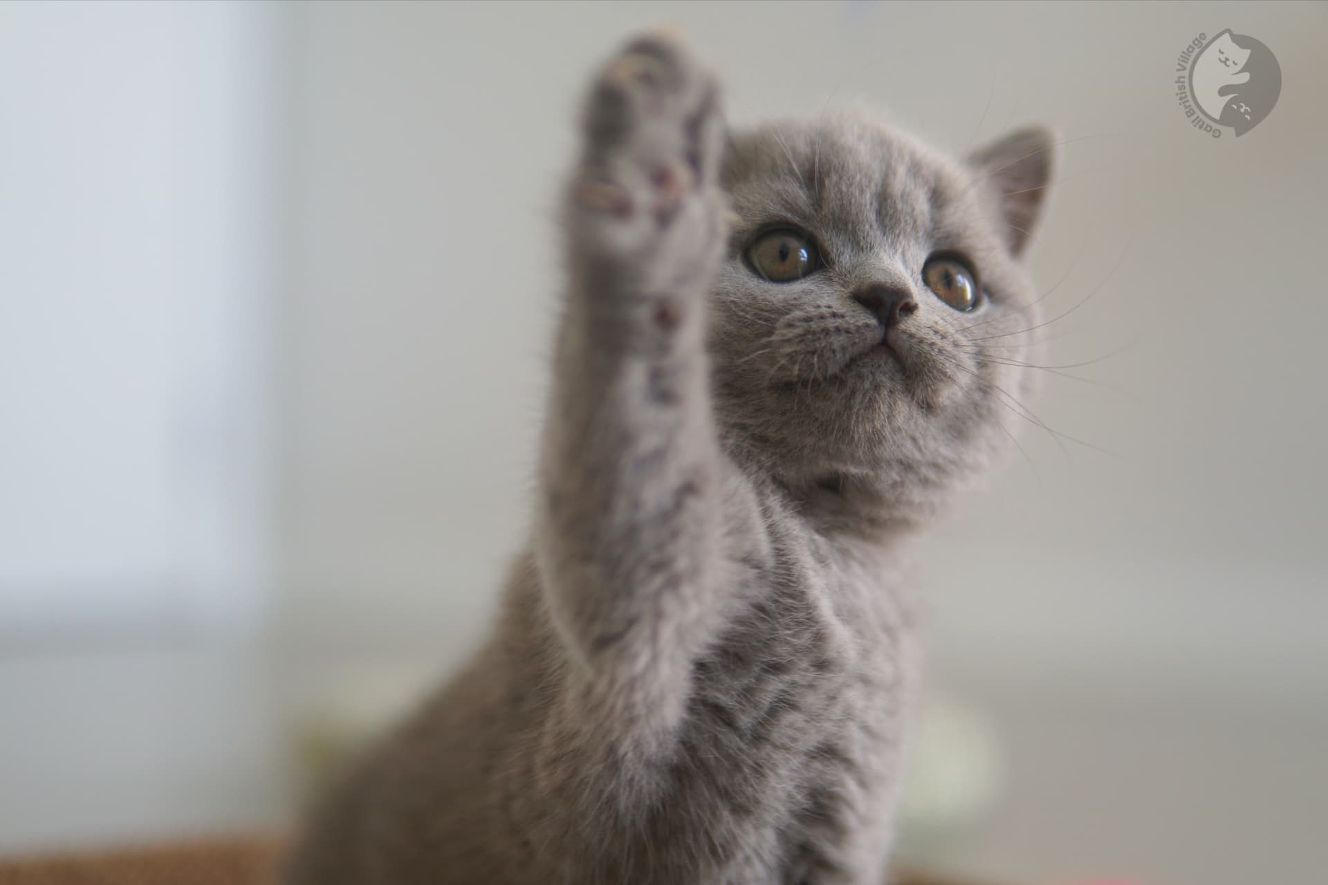 Cachorro de la raza British Shorthair atento - foto 20