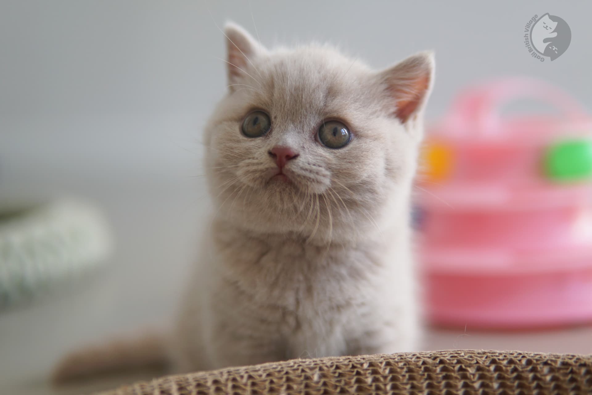 Cachorro expresivo y carismático de la raza British Shorthair - foto 22