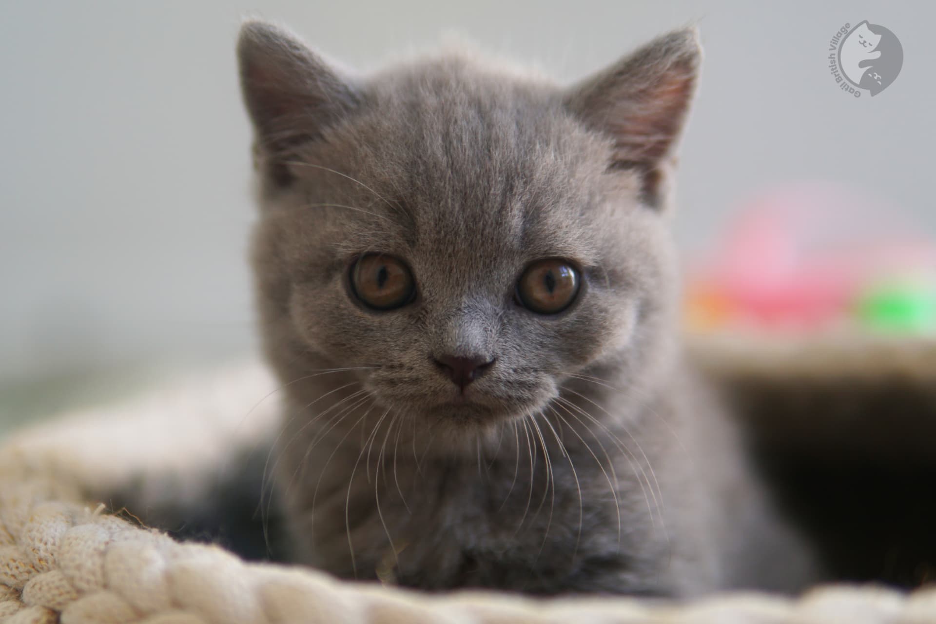 Gatito adorable de la raza British Shorthair - foto 24