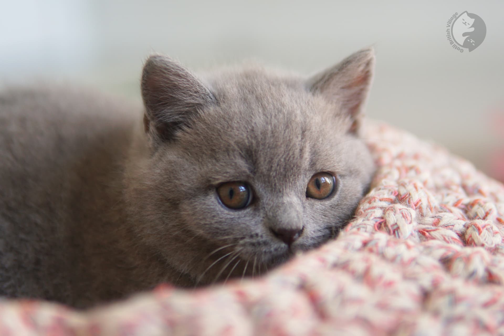 Gatito en brazos British Shorthair - foto 26