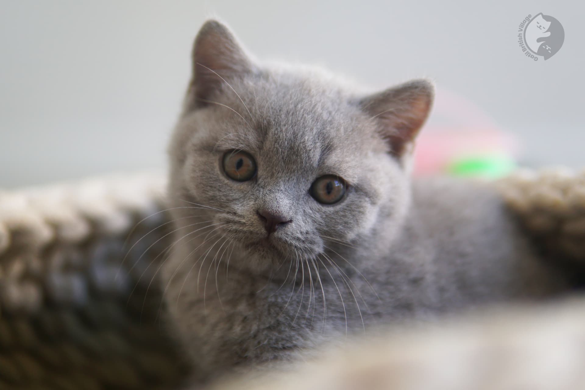 Mirada cautivadora de un cachorro British Shorthair - foto 28