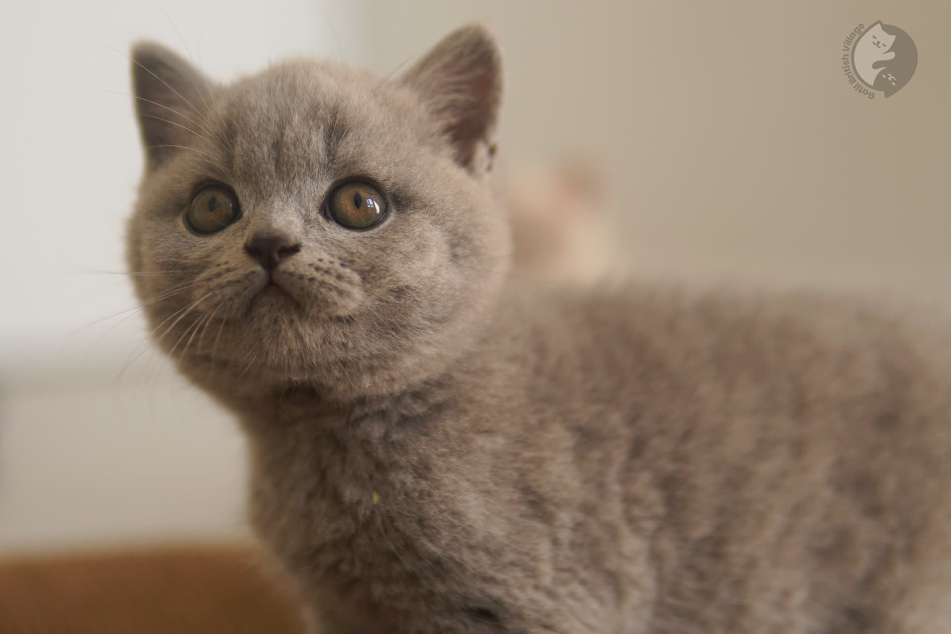 Cachorros en grupo de la raza British Shorthair - foto 29