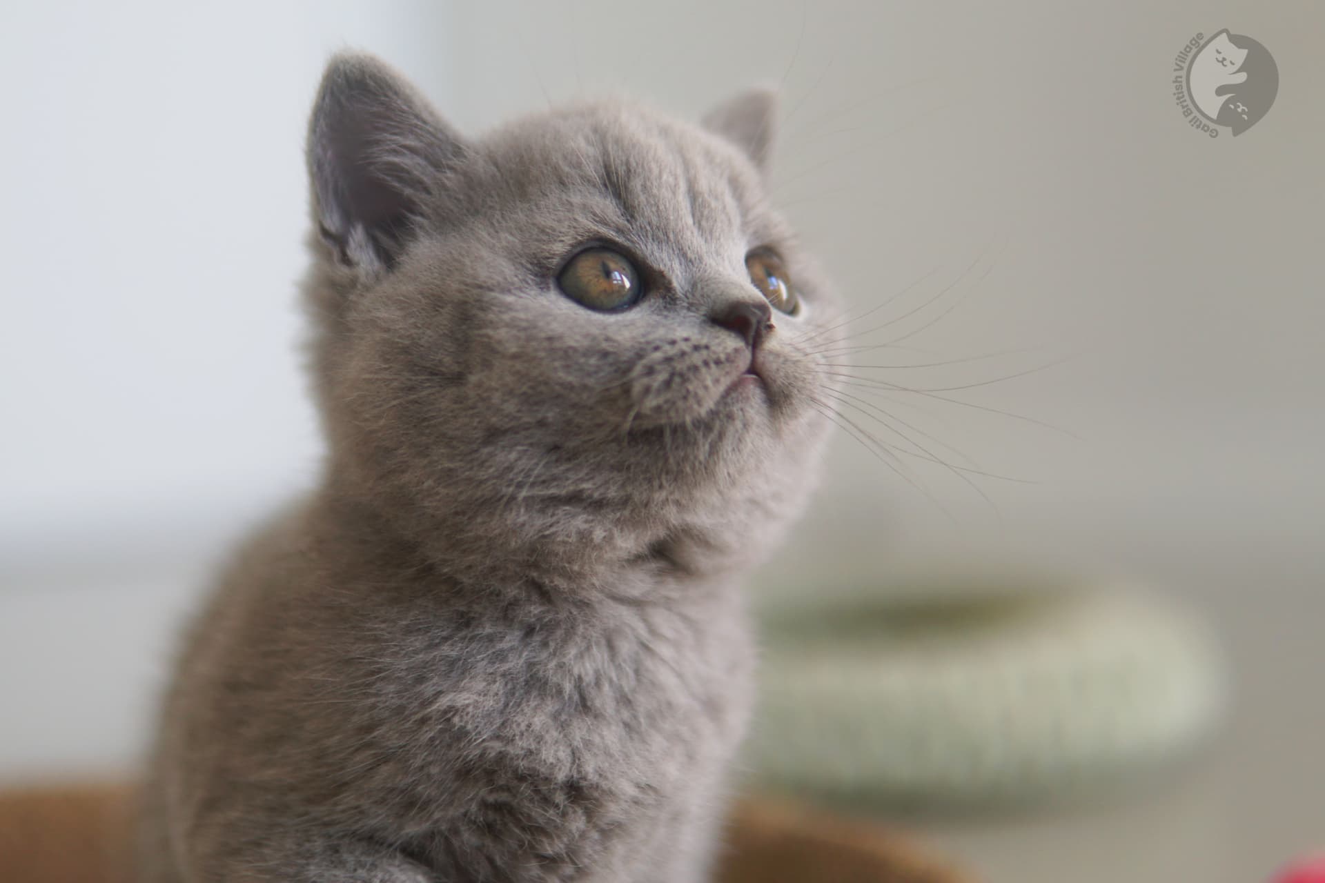 Foto de gatito feliz de la raza British Shorthair - foto 30