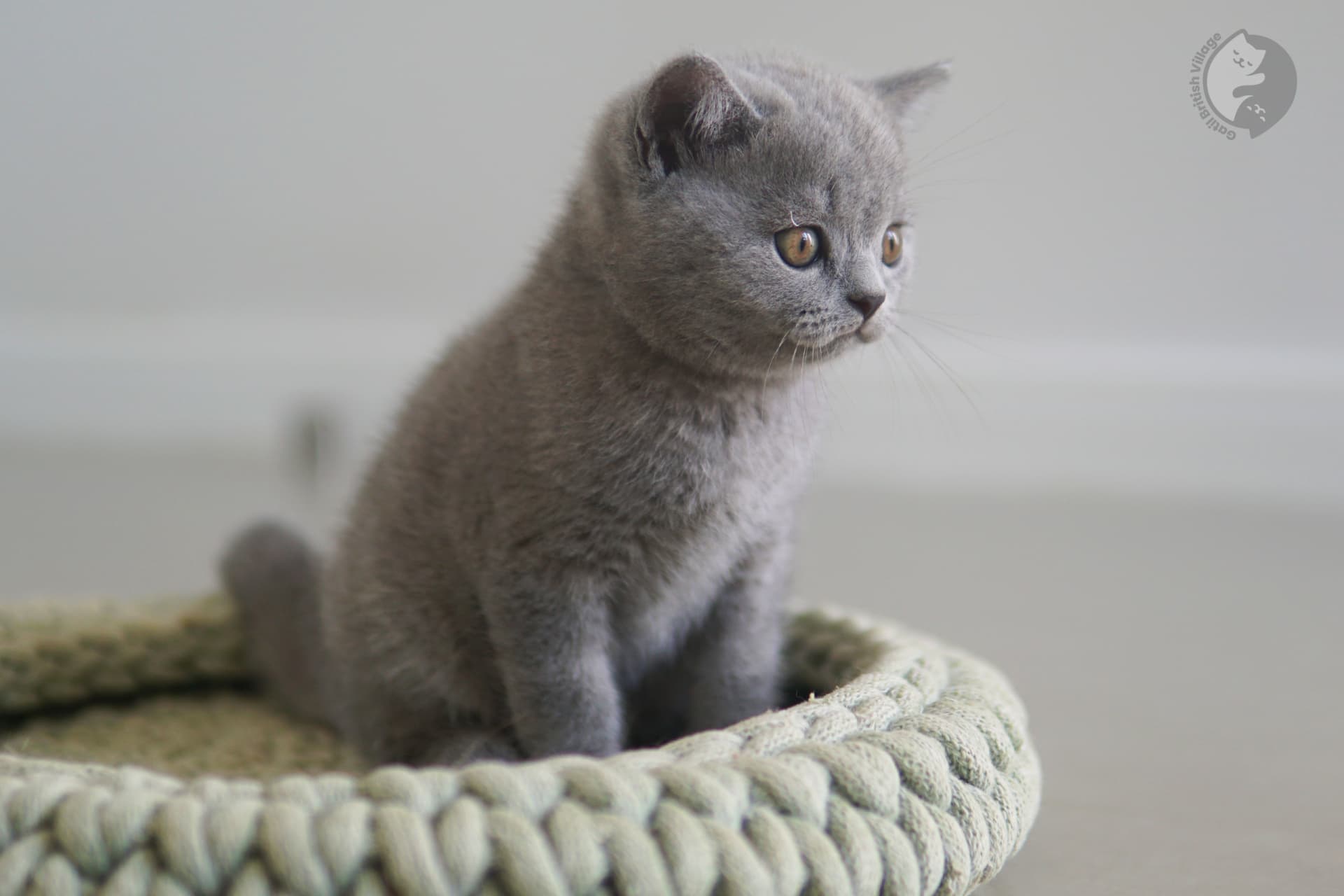 Gatito con apariencia de peluche - foto 32