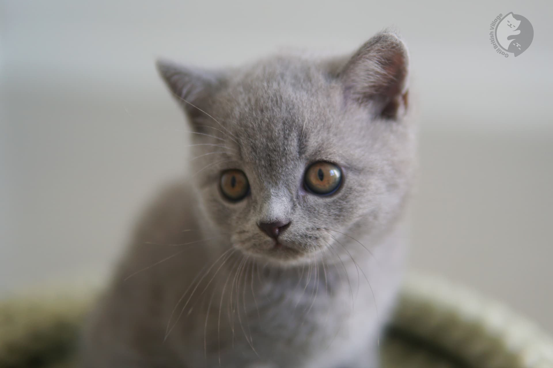 Cachorro atento de la raza British Shorthair - foto 33