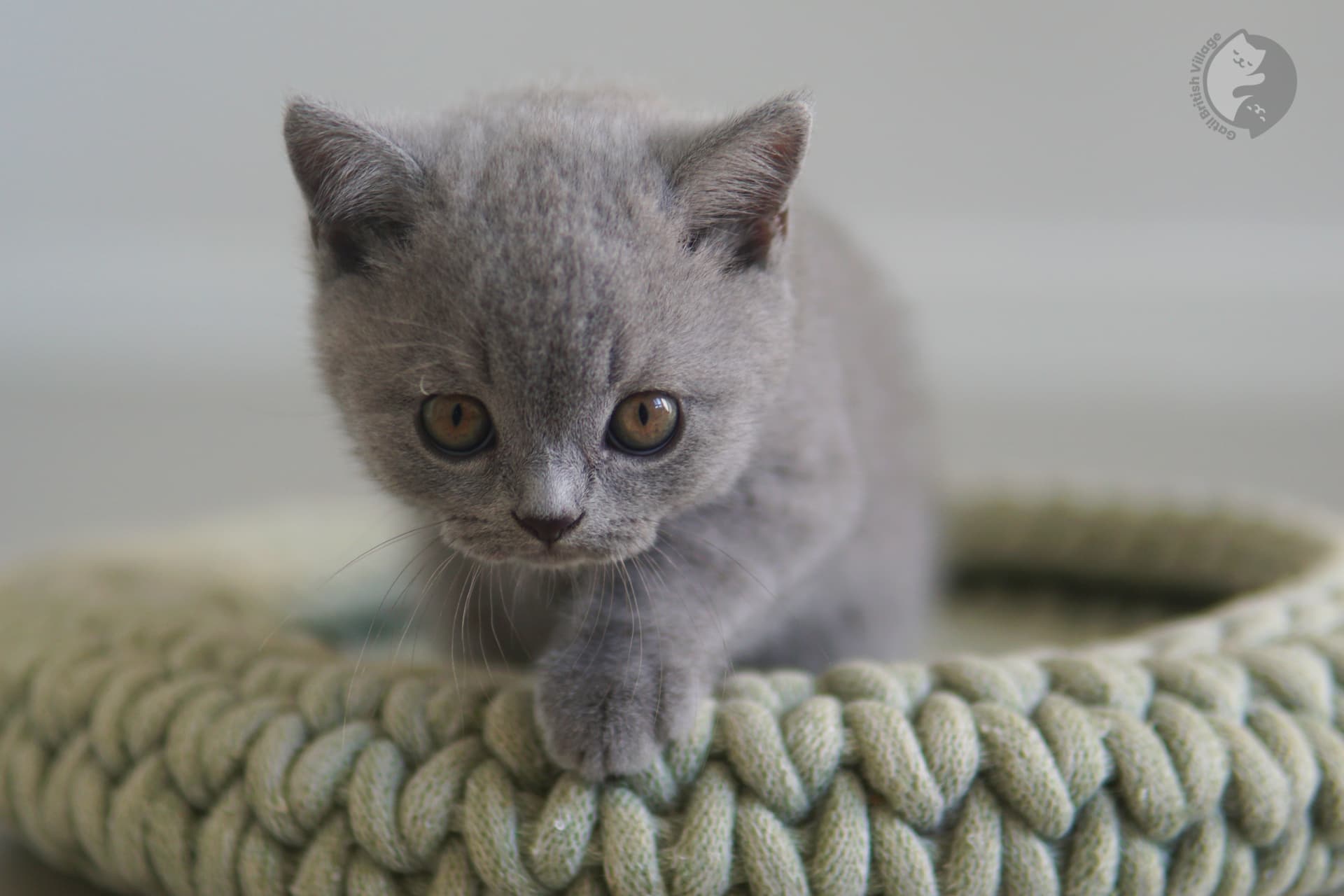 Gatito listo para adopción - foto 35
