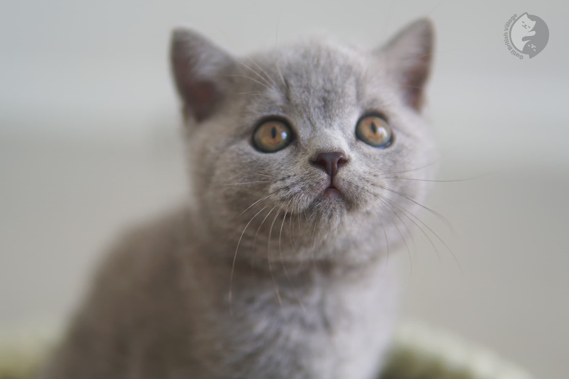 Gatito en un ambiente tranquilo - foto 36