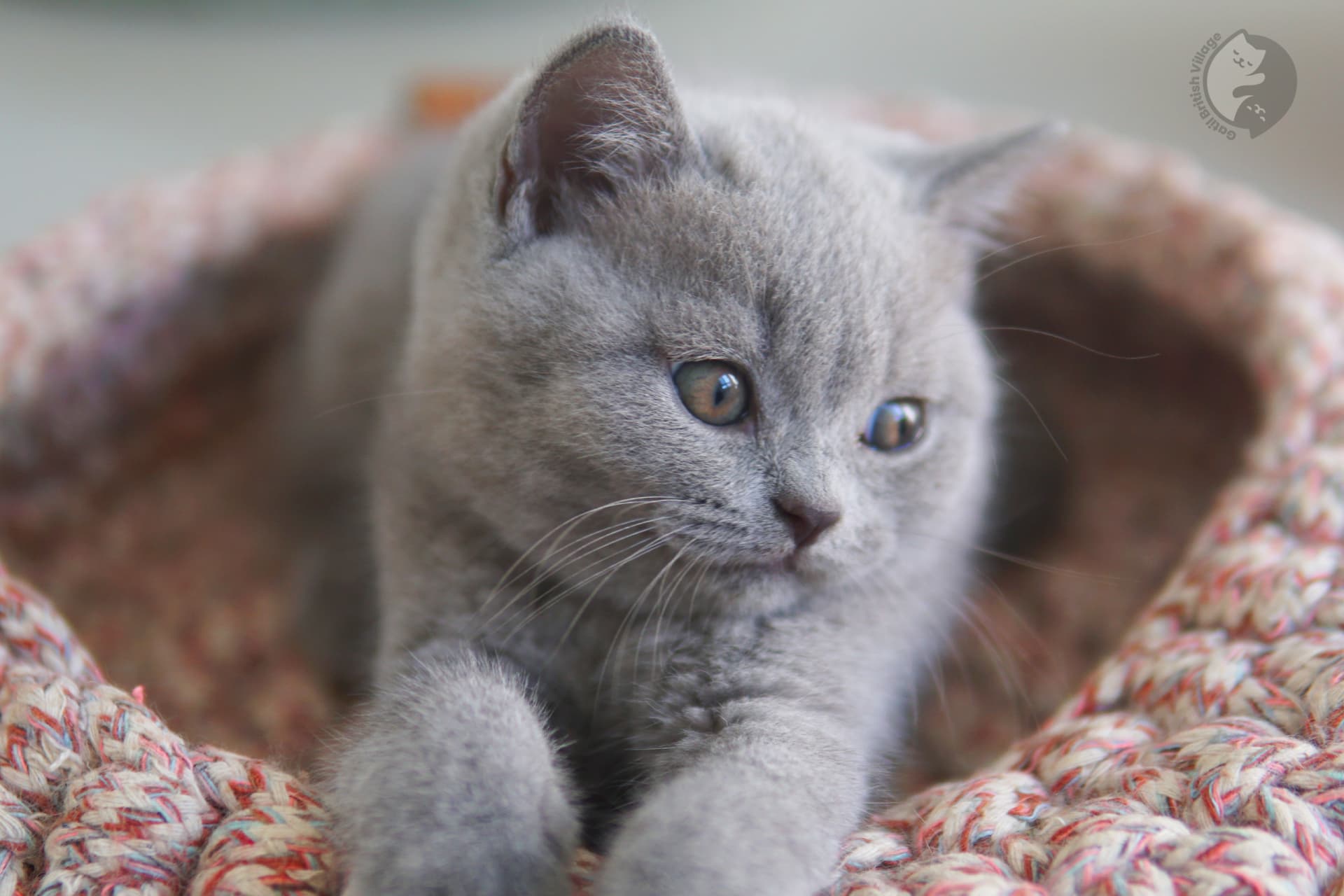 Gato British Shorthair estirándose - foto 37