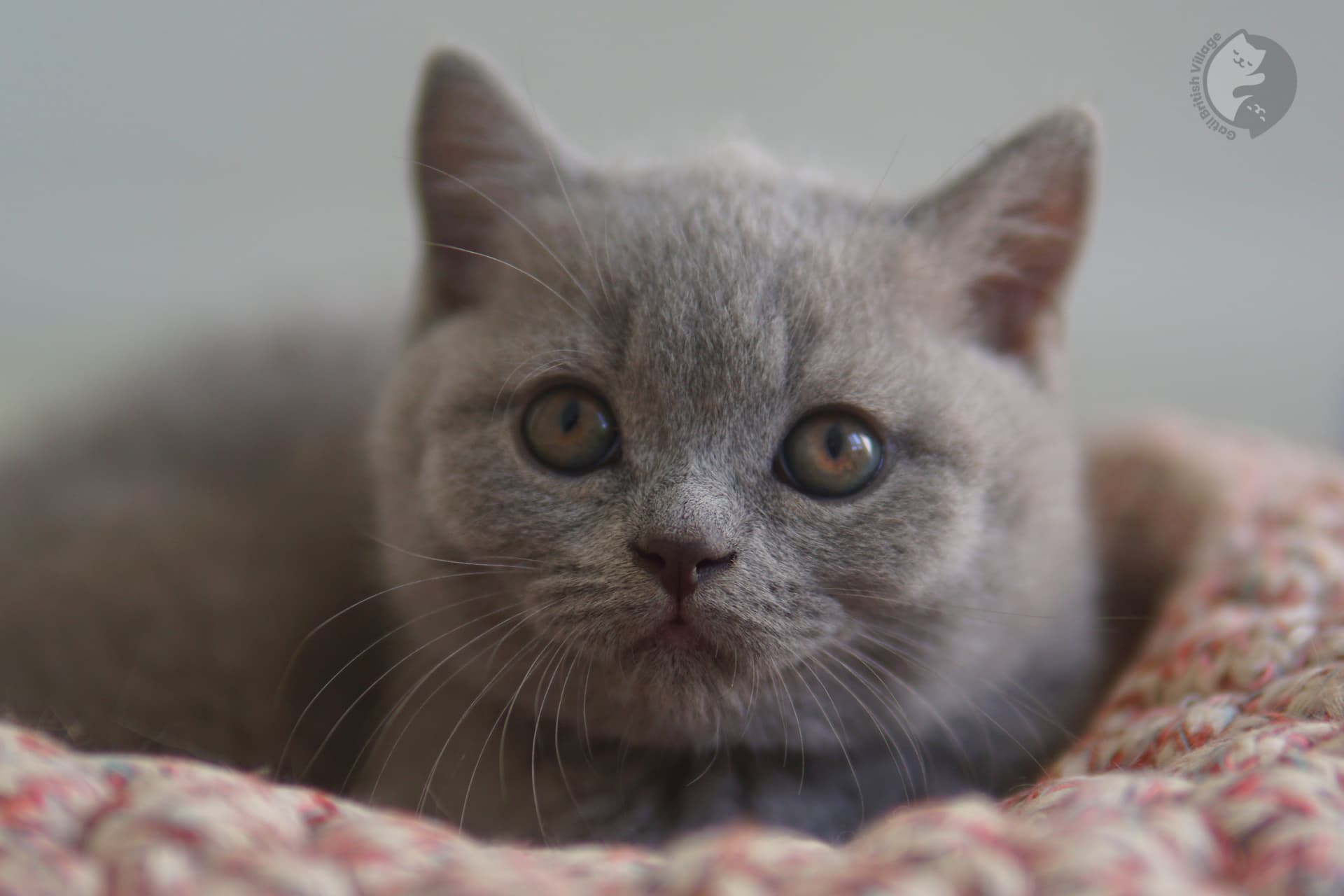 Posado elegante de gatito - foto 40