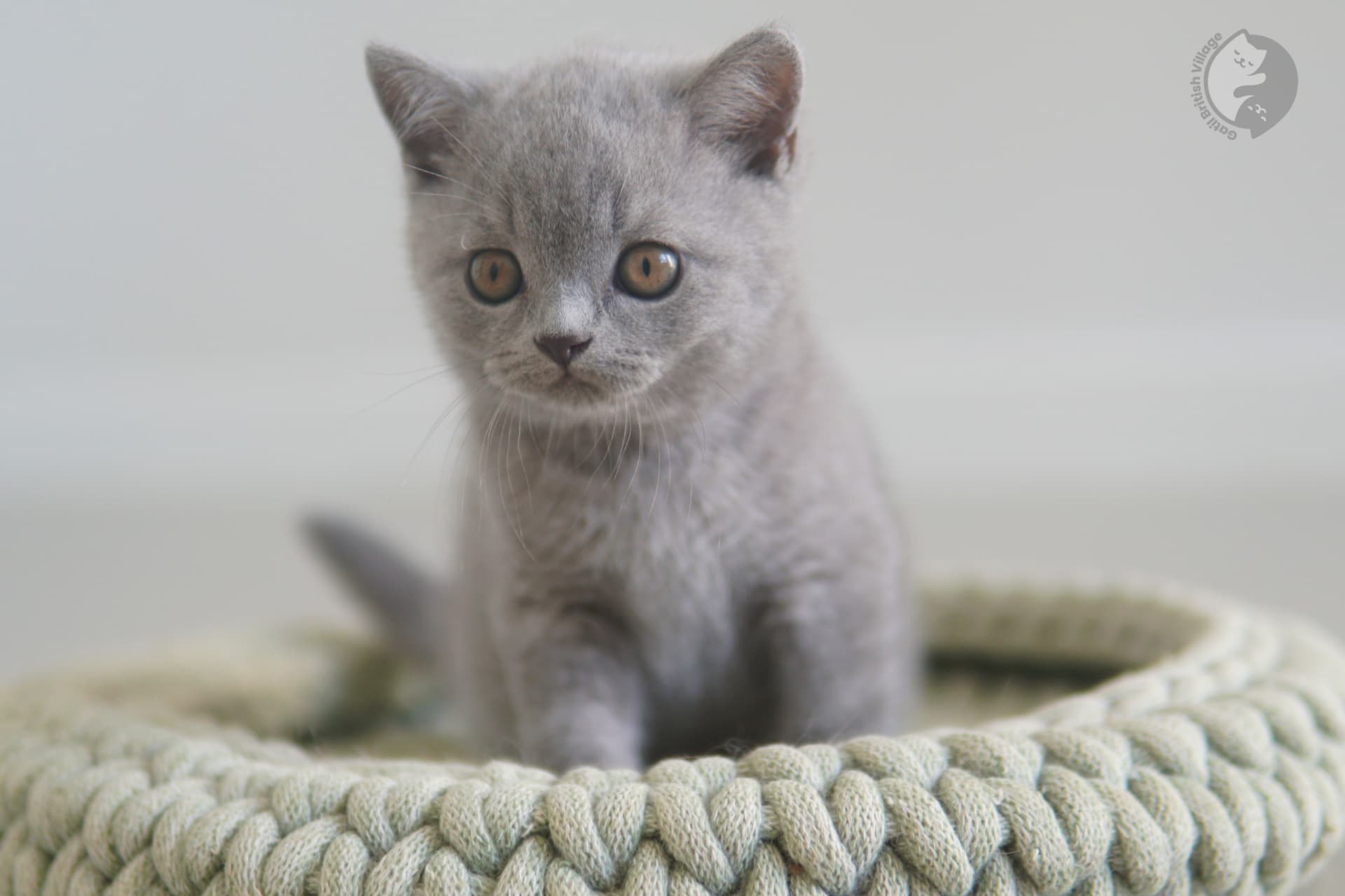 Gato de raza con mirada carismática - foto 43