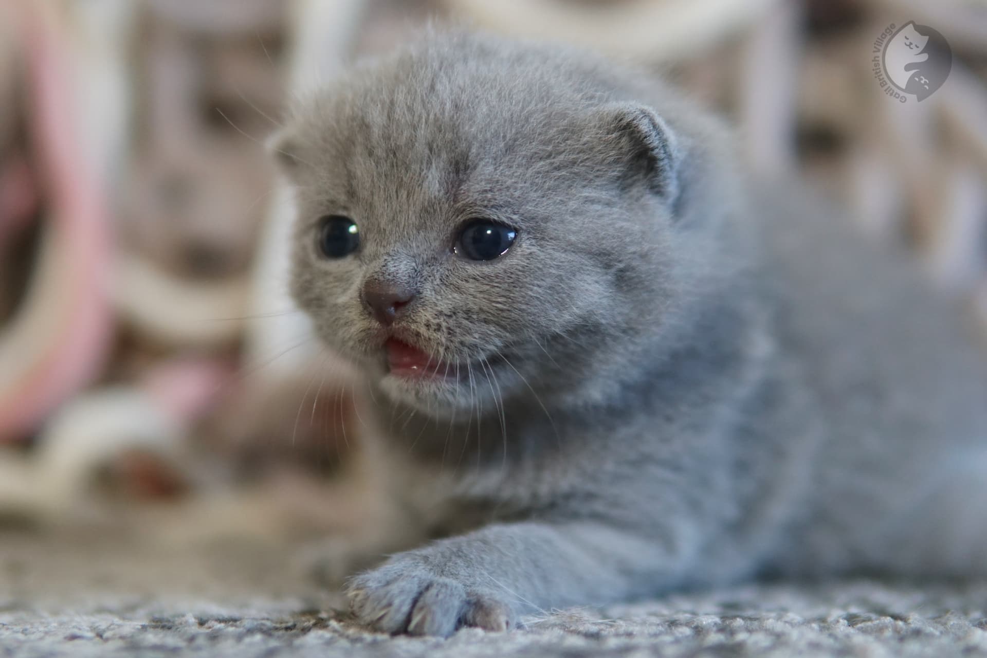 Cachorro curioso de British Shorthair en acción - foto 44