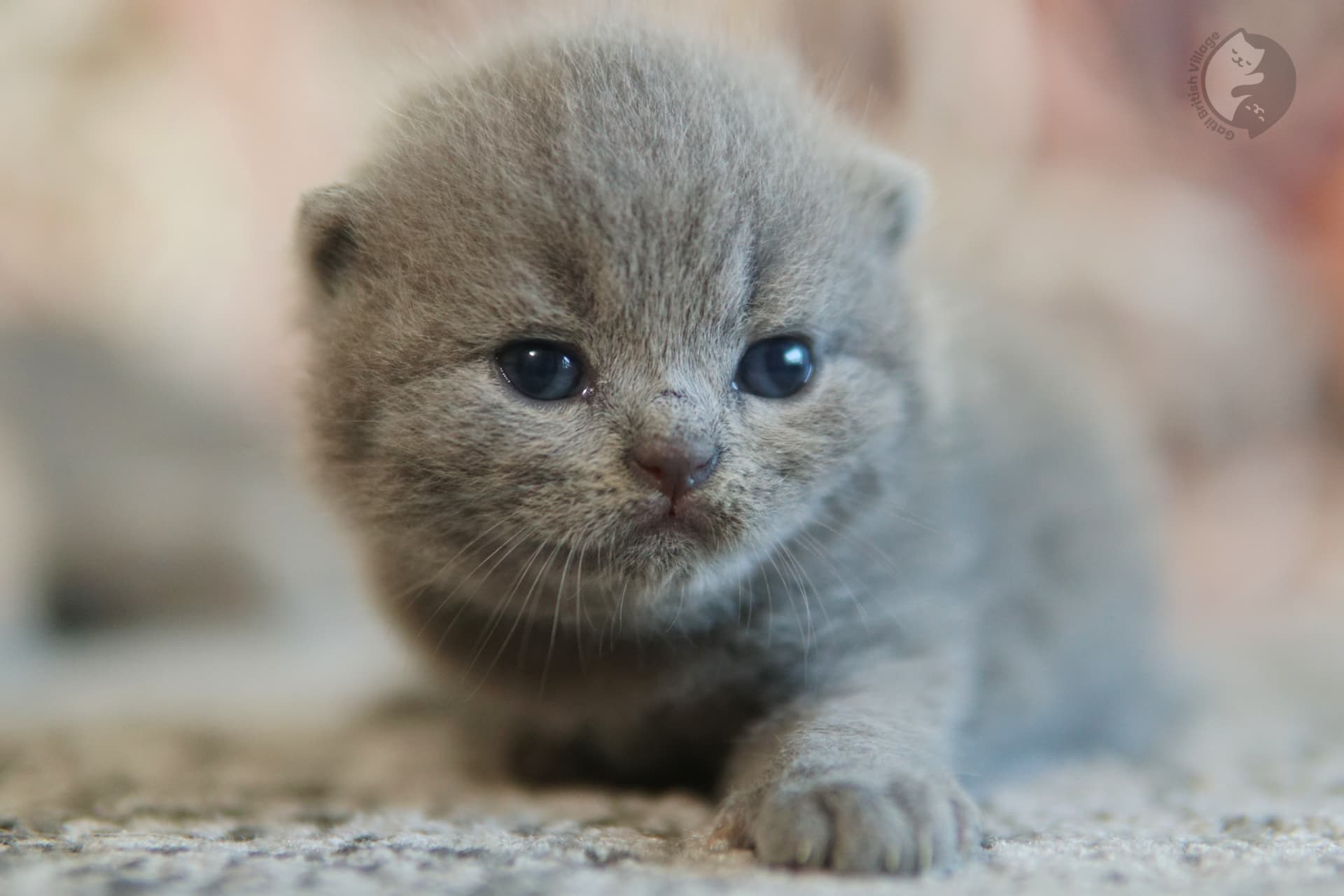 Gatito con orejas erguidas y alerta - foto 47
