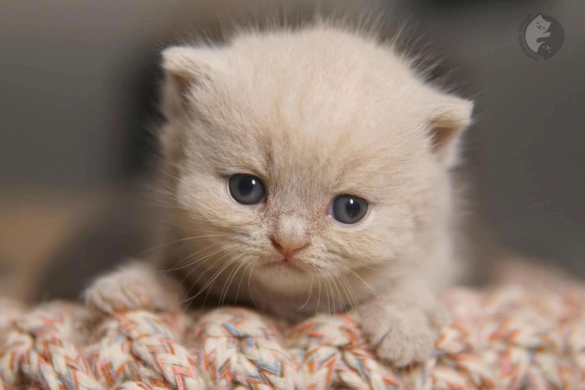 Gatito mirando alrededor con curiosidad - foto 53