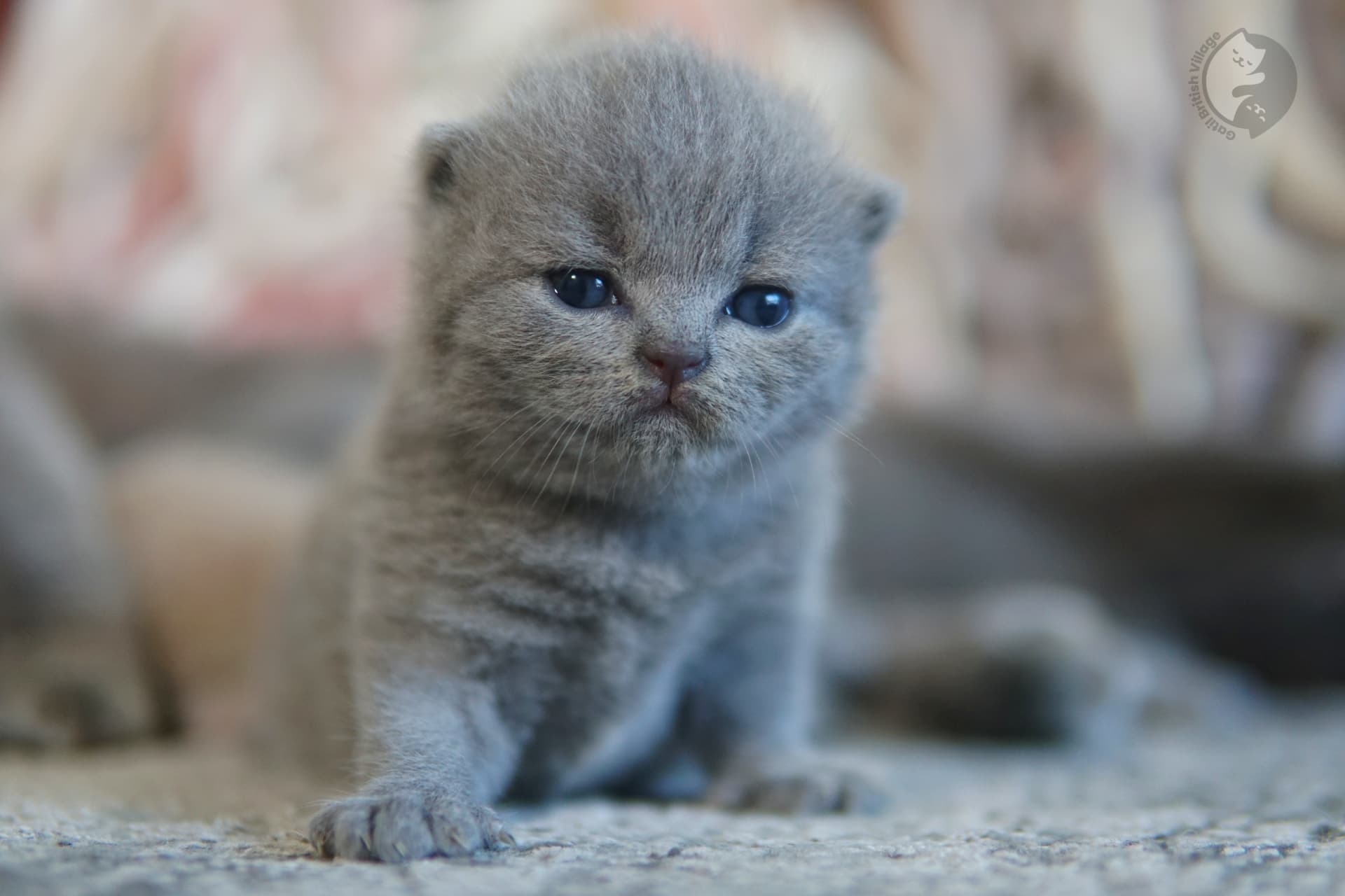 Gatito estirándose con pereza - foto 57