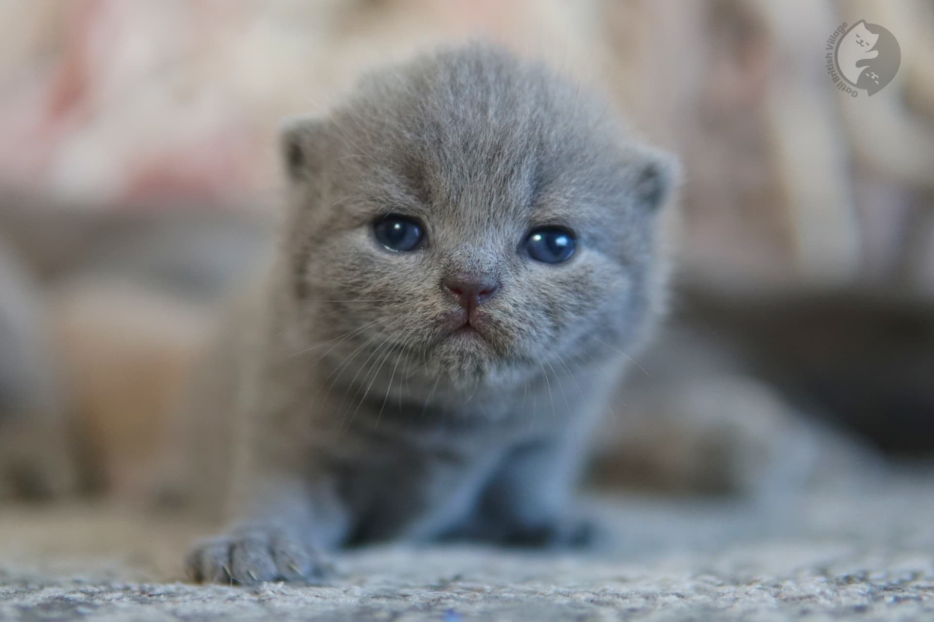 Cachorro British Shorthair en momento zen - foto 58