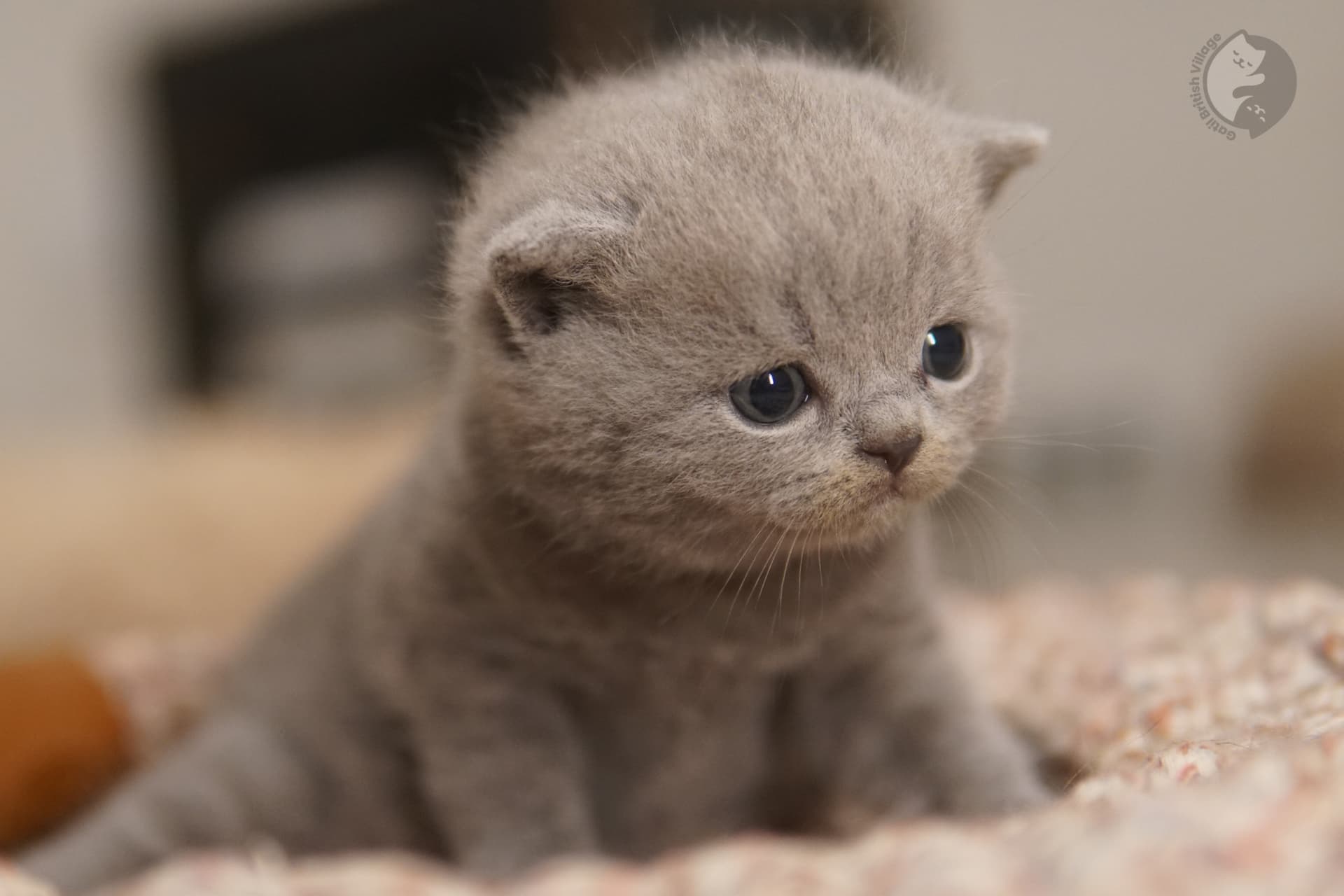 Gatito acostado con mirada serena - foto 62