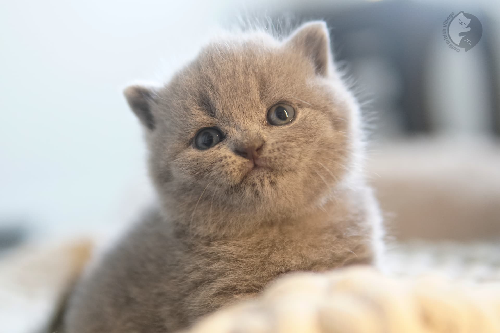 Gatito acostado con suavidad y ternura - foto 73