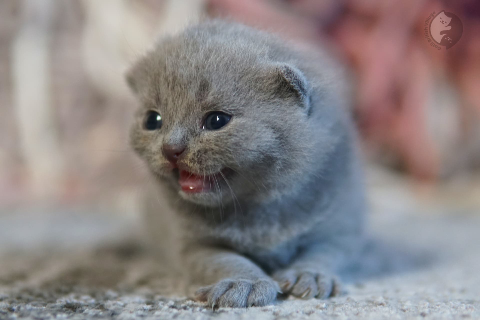 Gatito envuelto en manta azul delicada - foto 77
