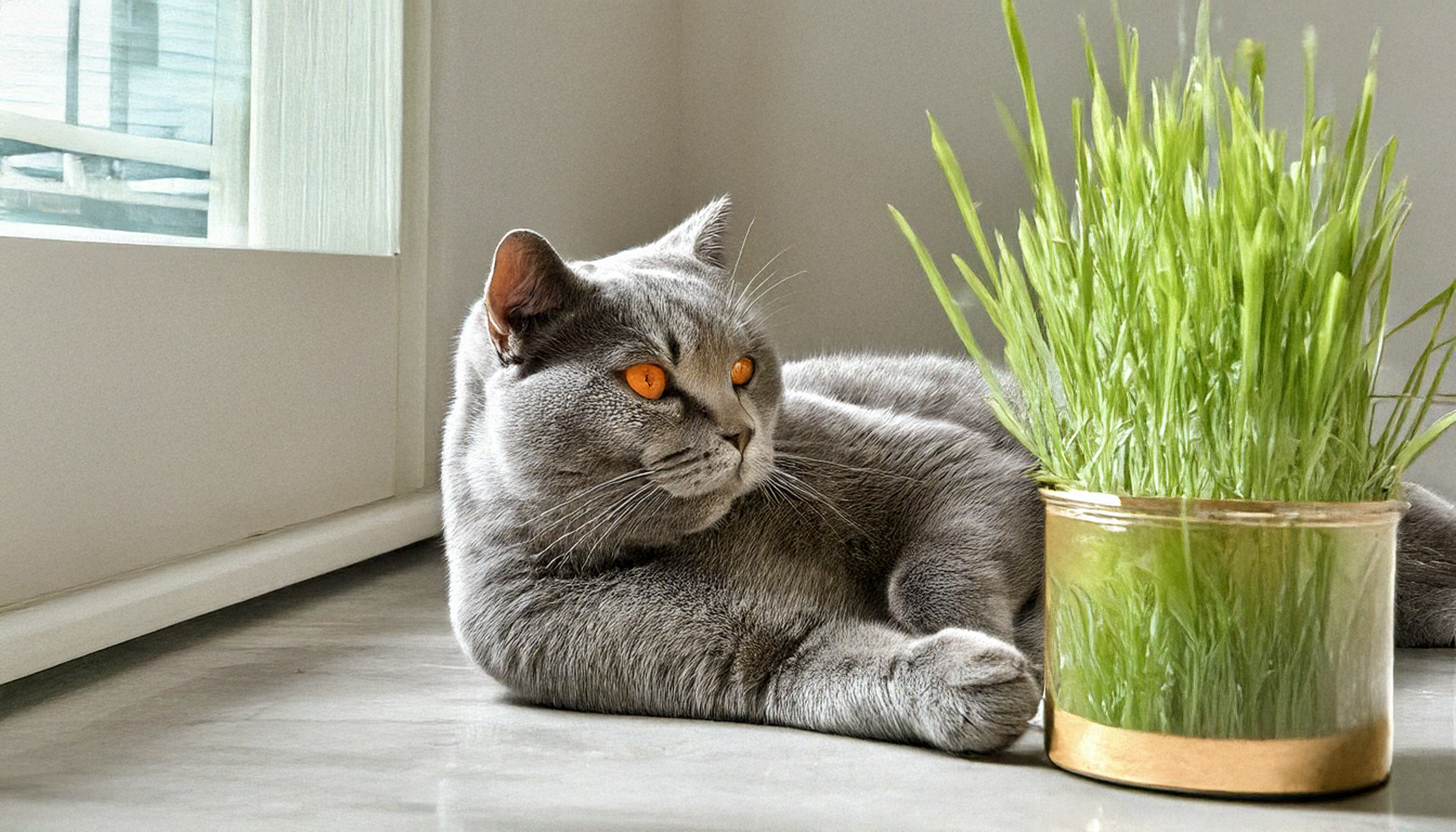 British Shorthair azul relajando junto a la maceta de hierba