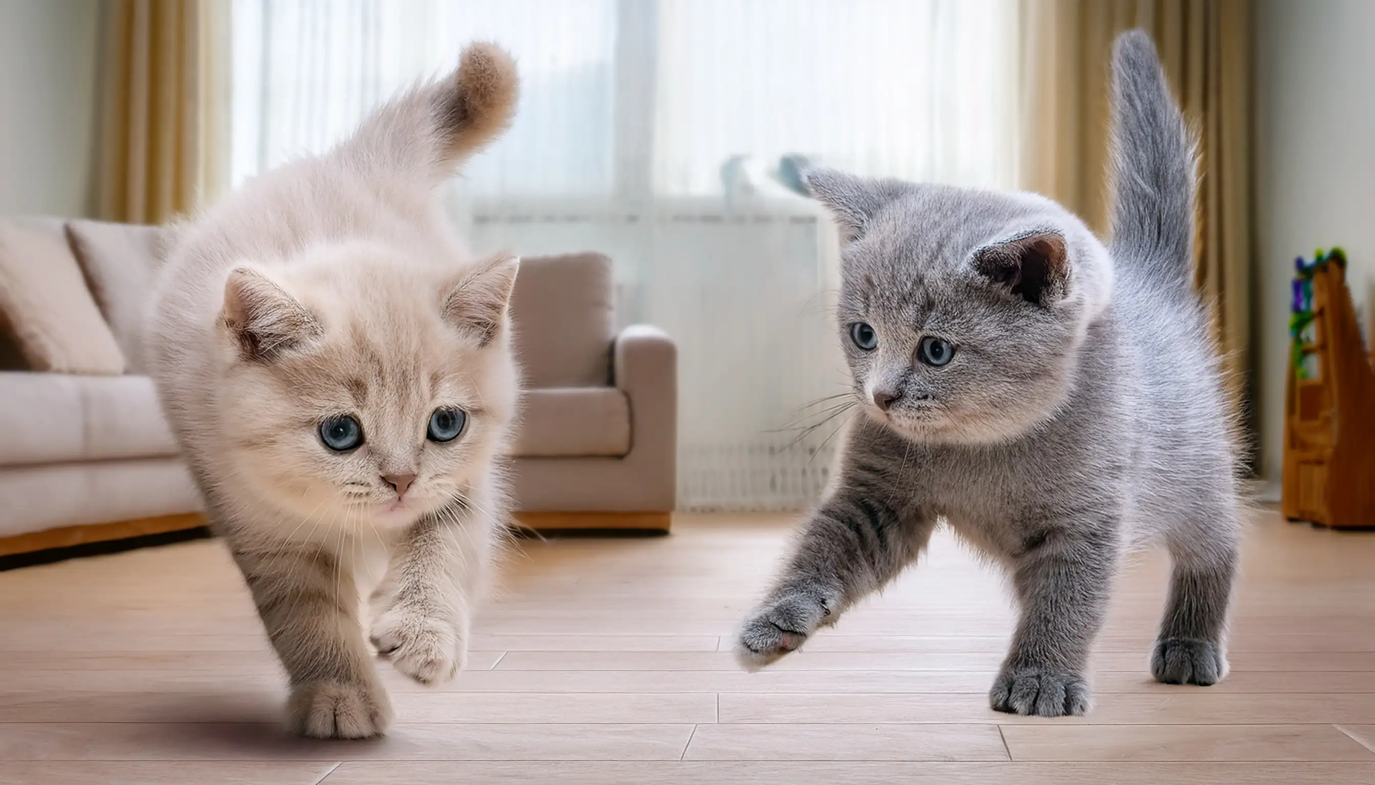 Dos gatitos British Shorthair jugando juntos