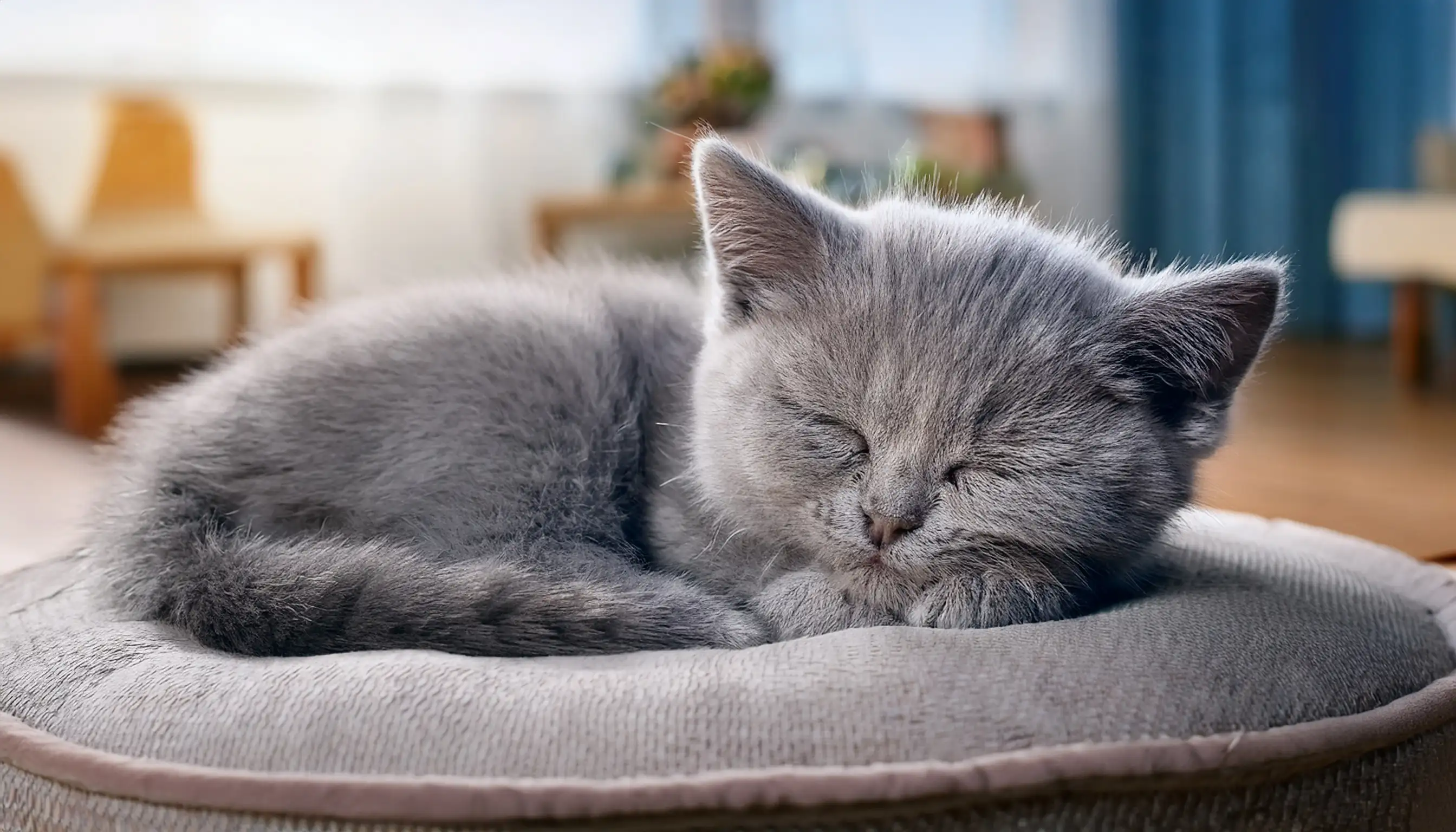 Gatito British Shorthair descansando después de jugar