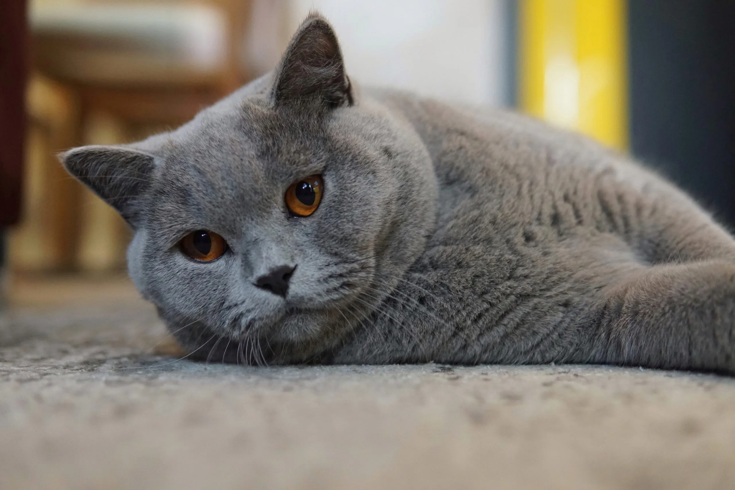 Imagen de fondo con un gato curioso