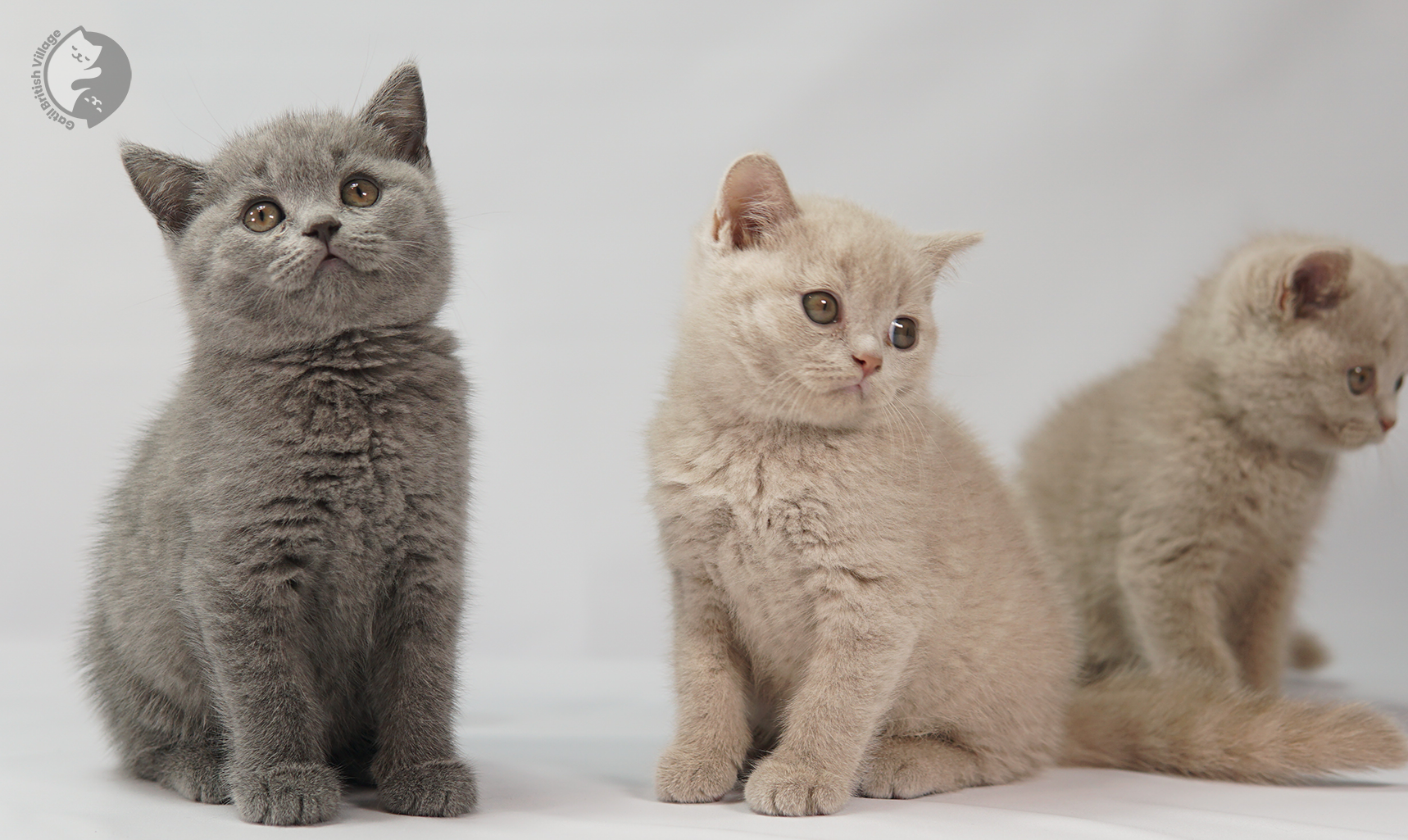 Gatitos lilac y blue juntos