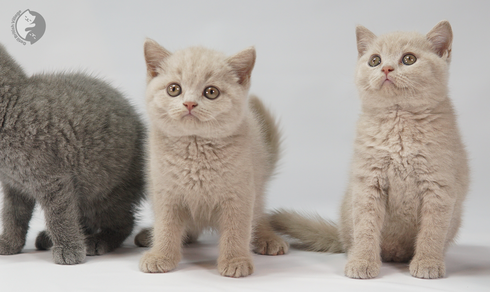 Tres gatitos mirando a la cámara