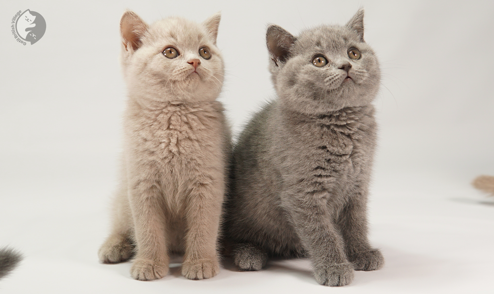 Gatito con expresión tierna