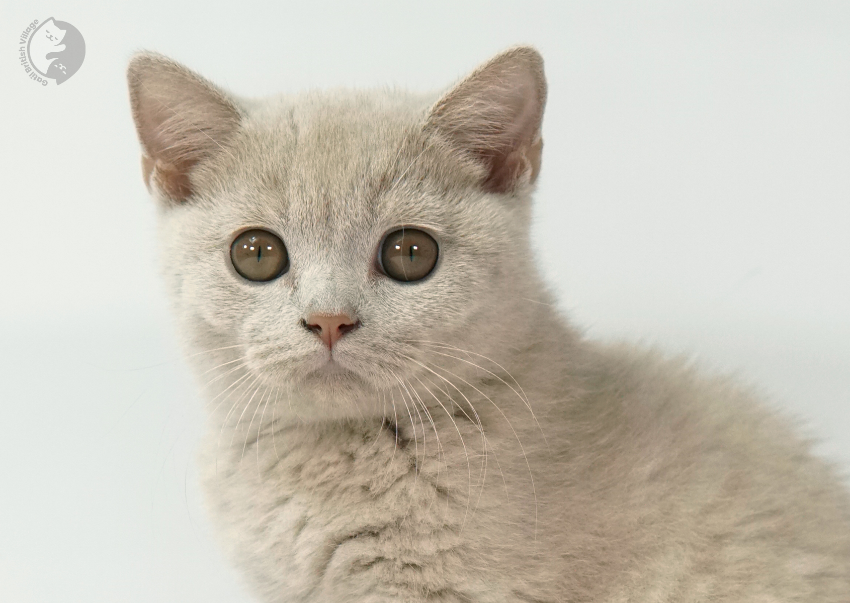 Gatito lilac en primer plano sobre blanco