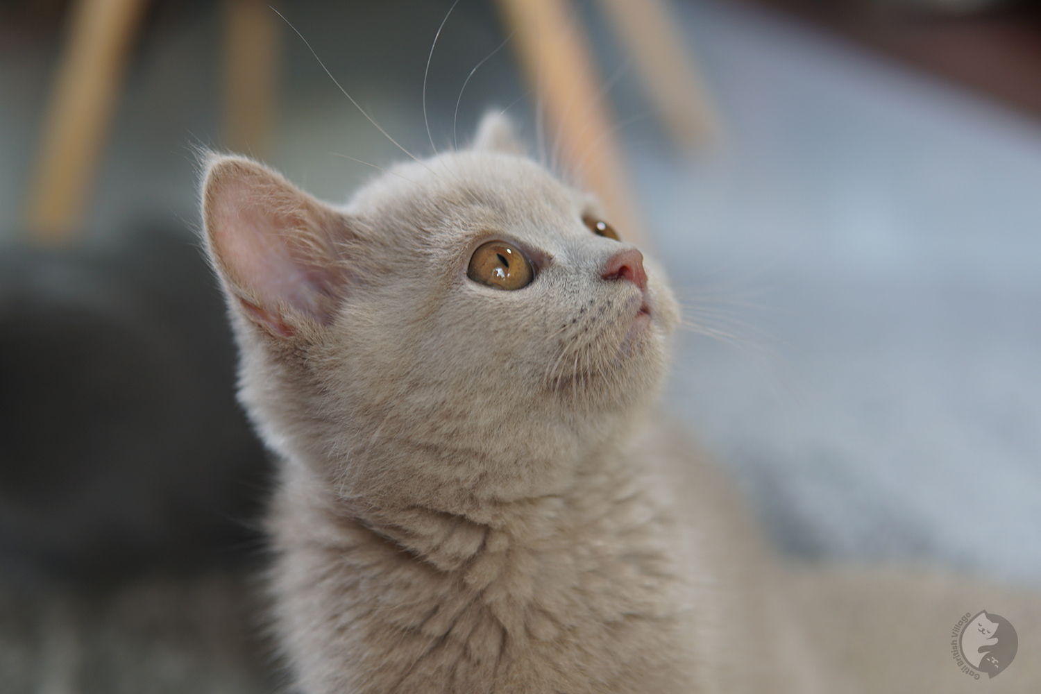 Gatito sentado mirando hacia arriba