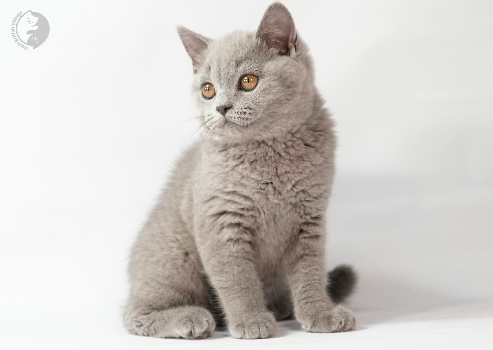 Gatito sentado en fondo claro