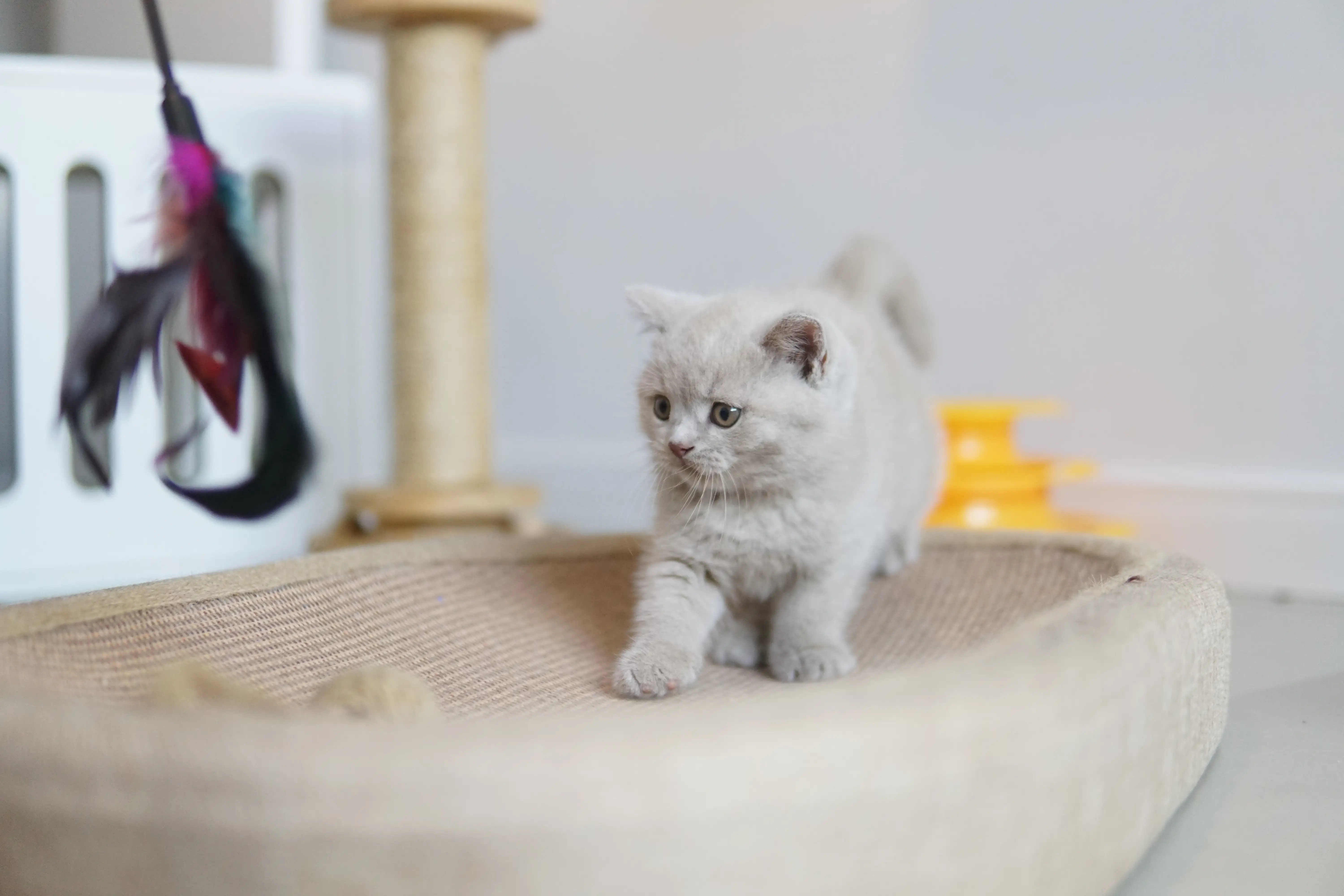 Gatito explorando el rascador con estilo