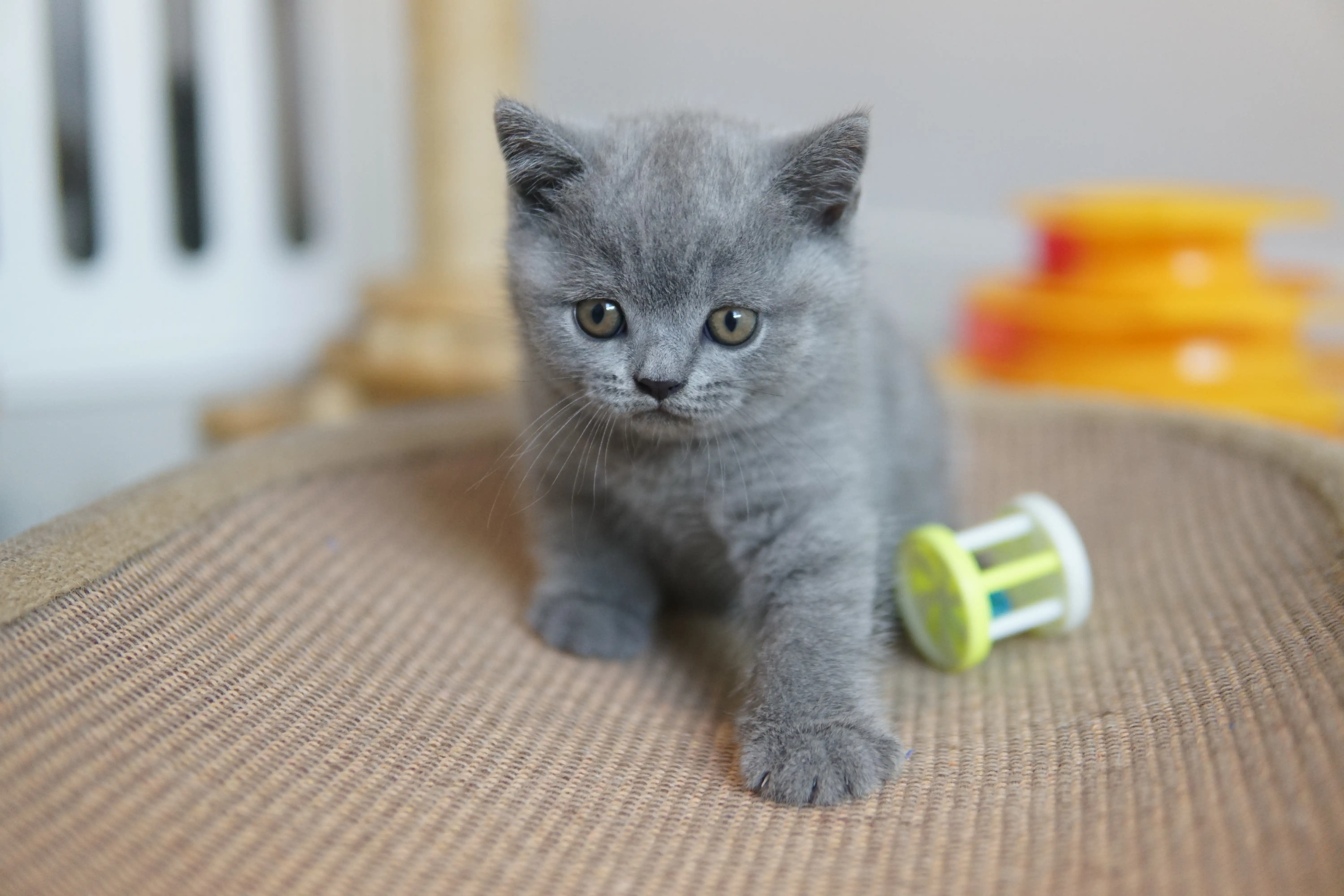 Gatito curioso con el juguete