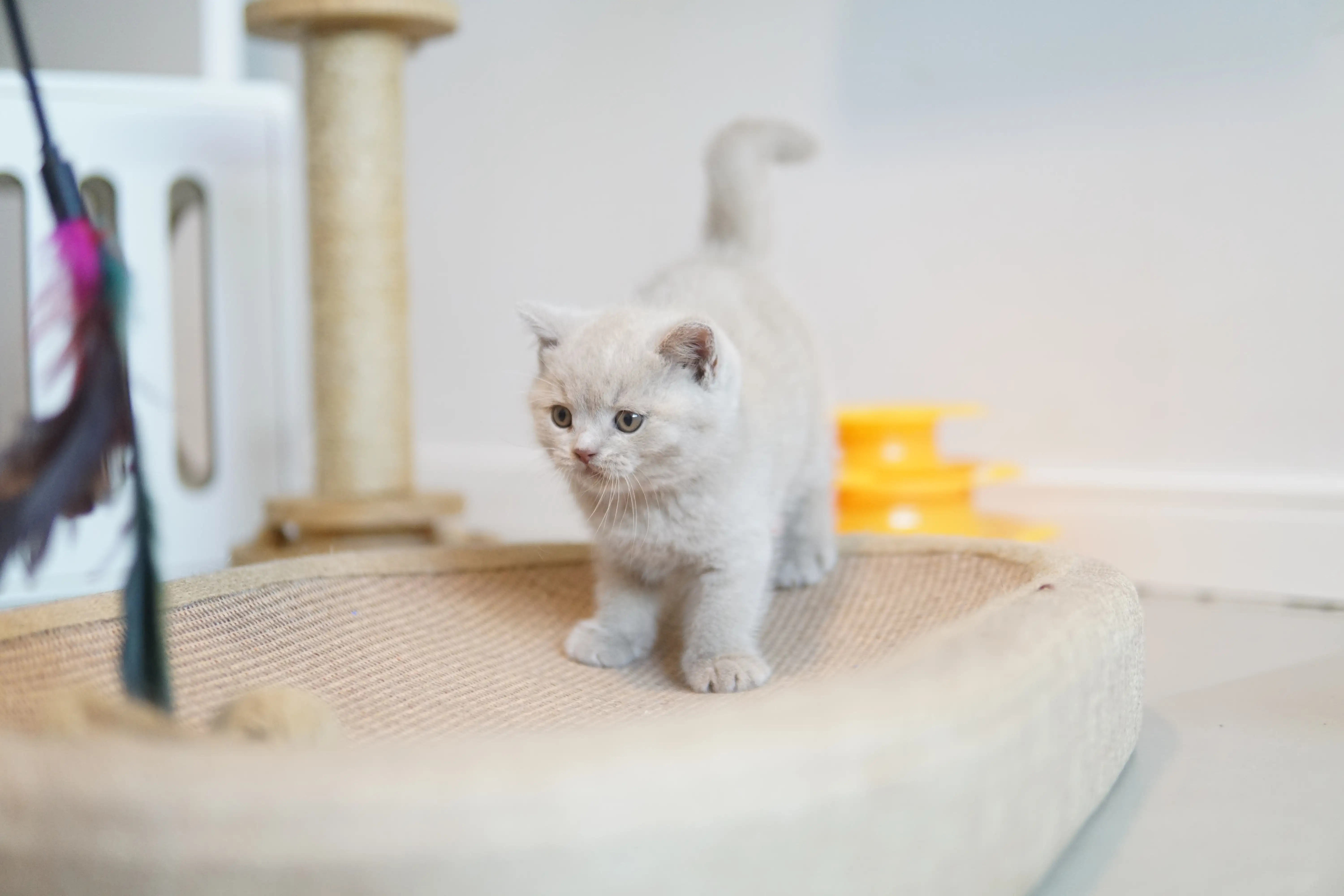 Gatito corriendo por el entorno