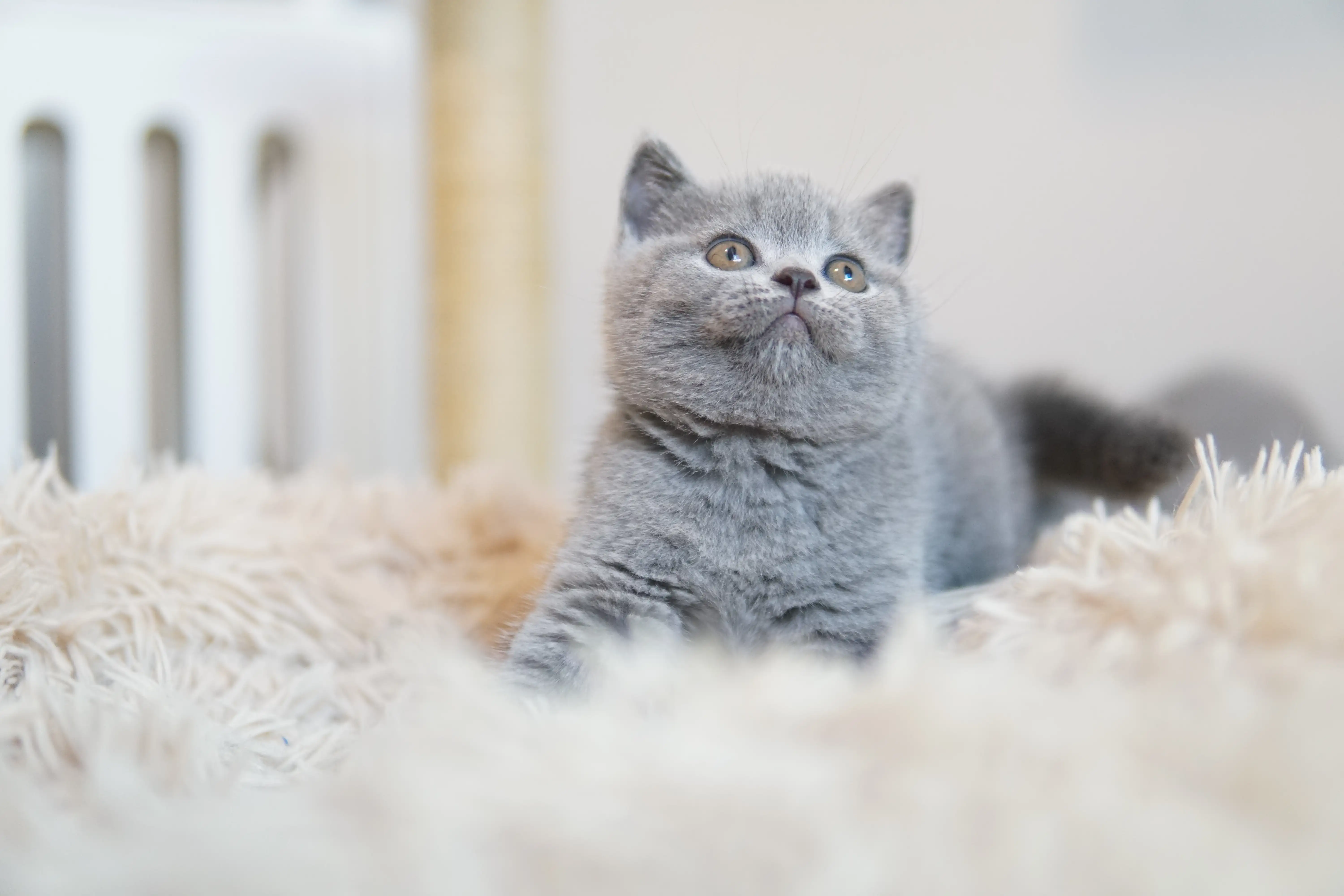Gatito acostado tranquilamente