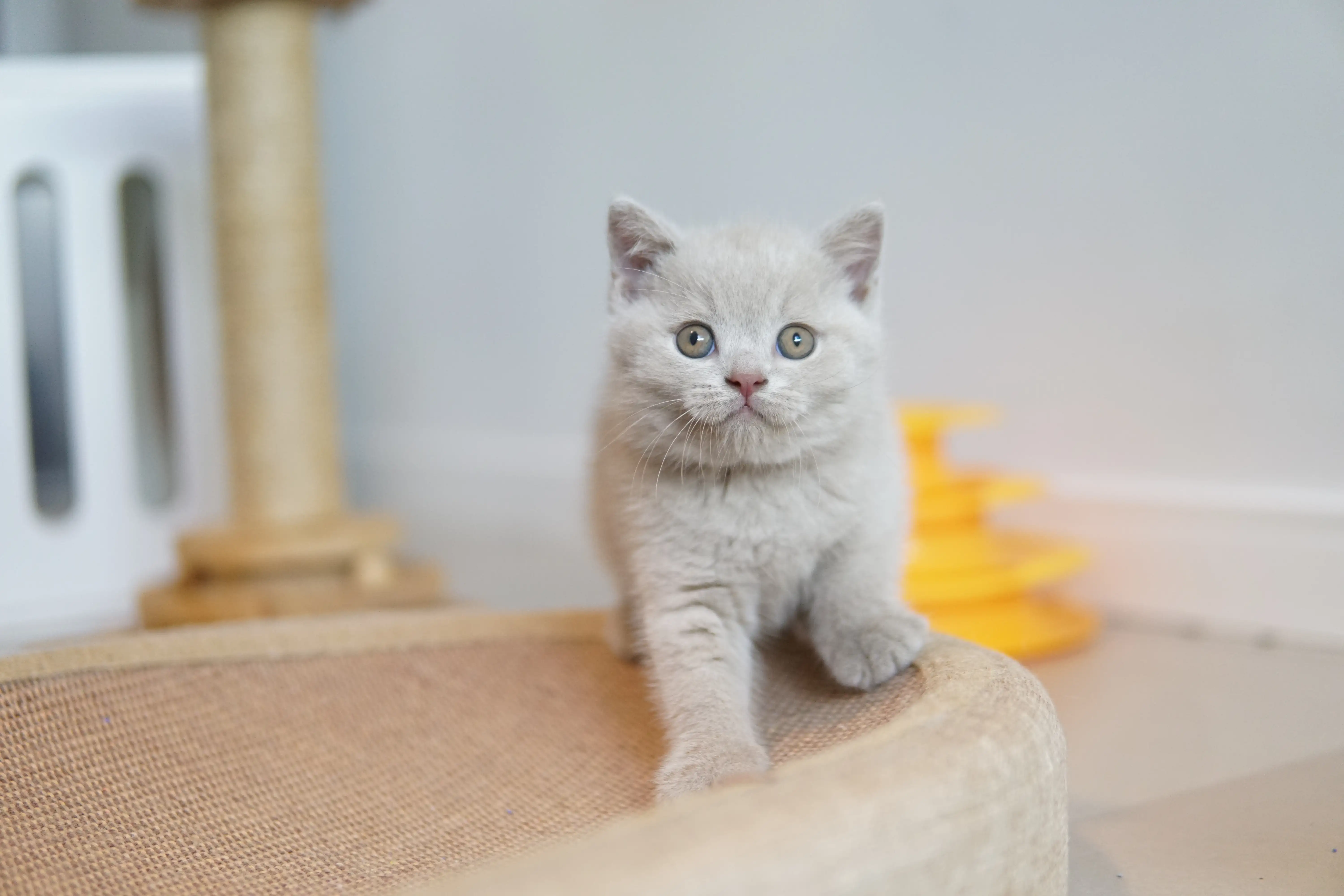 Gatito subiendo al rascador