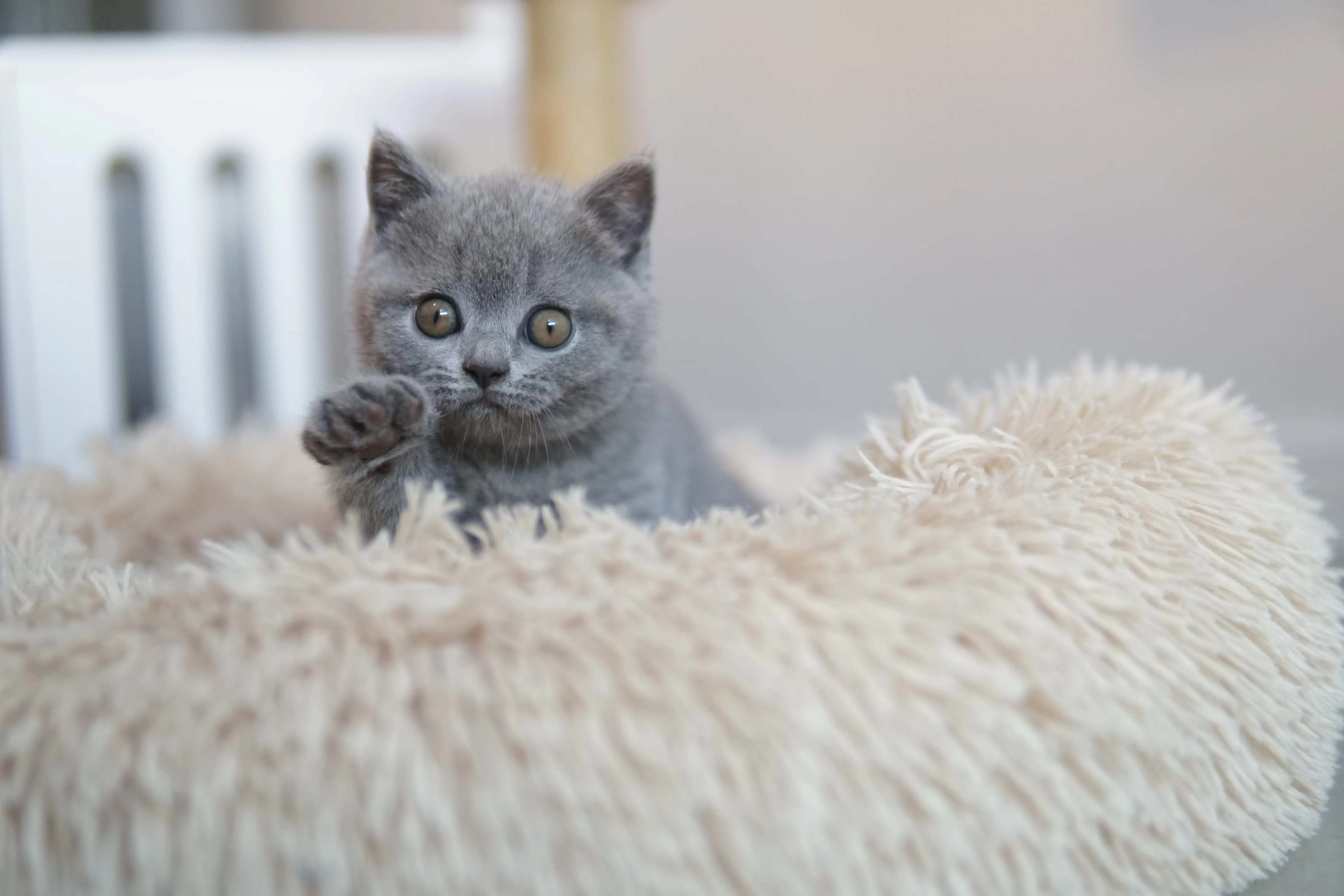 Gatito en otro clic tierno